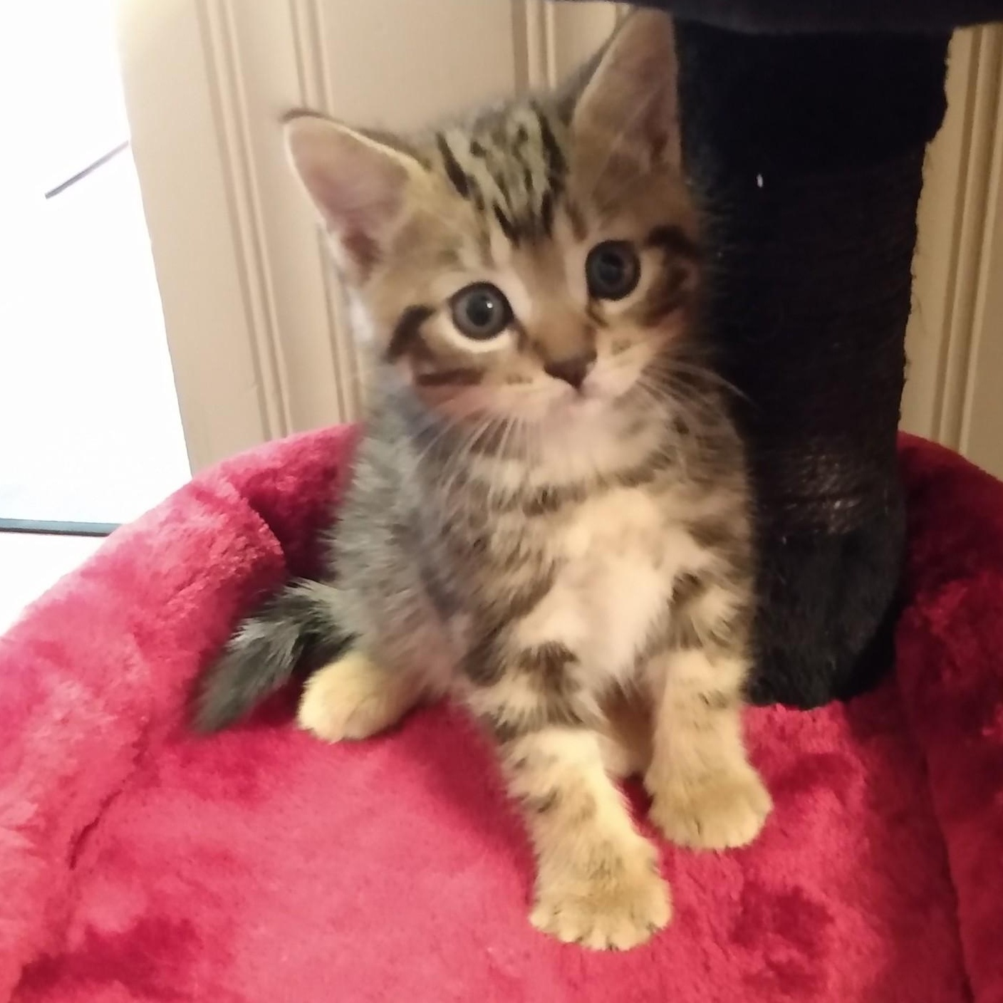 Enlarge KIWI, a Adoptable mixed breed in Niagara on the Lake, ON image 3/3