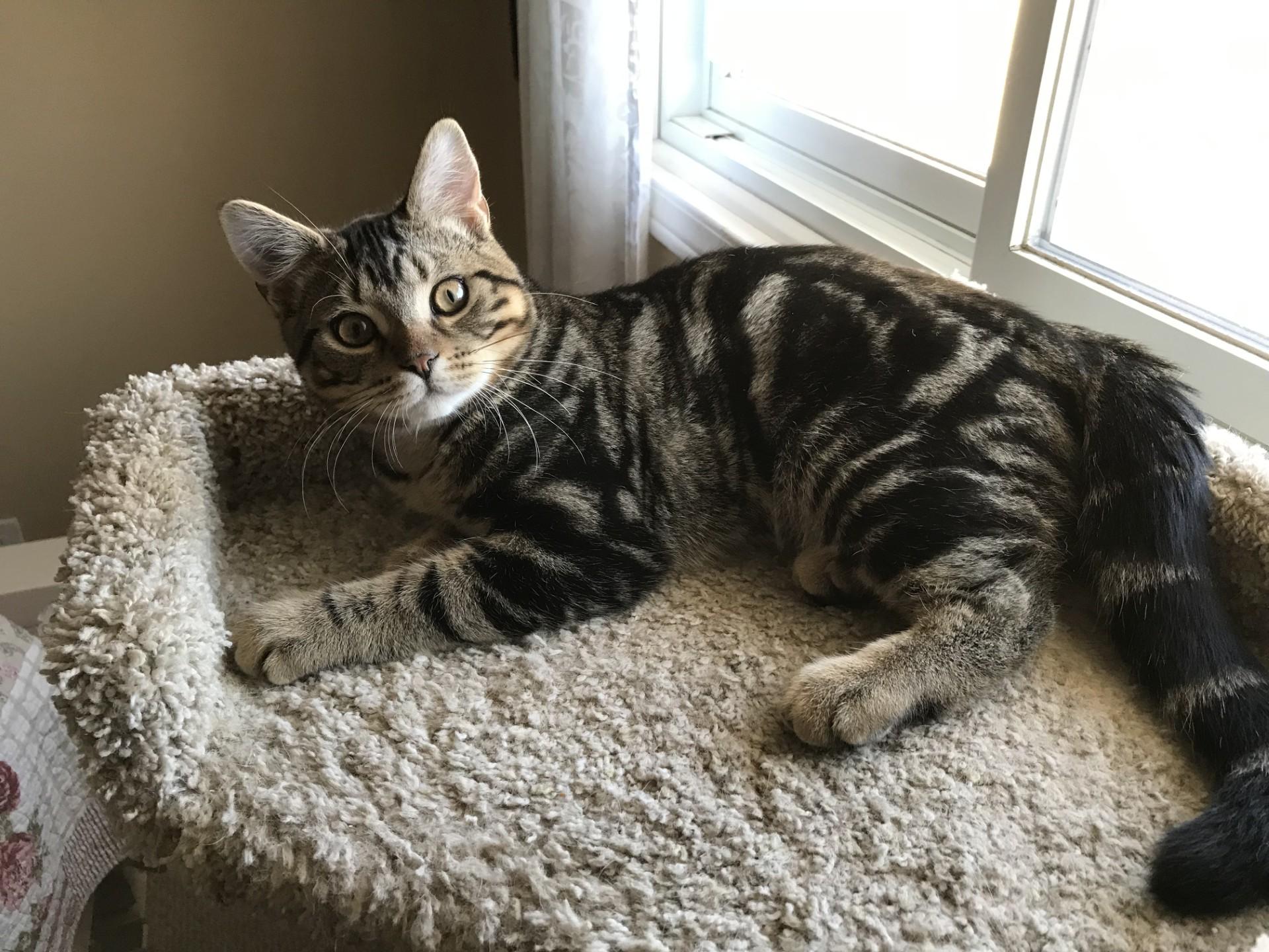 Enlarge KIWI, a Adoptable mixed breed in Niagara on the Lake, ON image 5/5