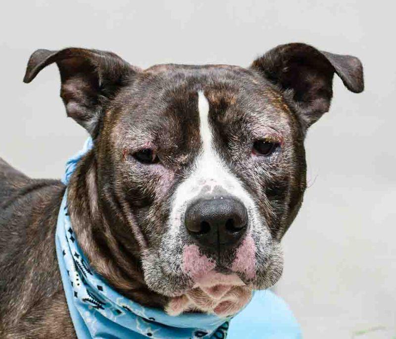 Oscar, ADOPTABLE, Adult Male Cane Corso.
