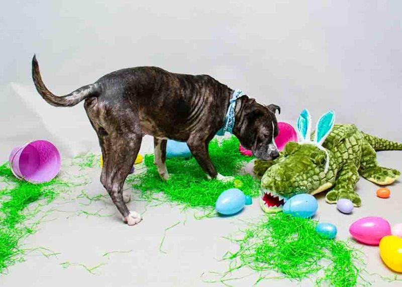 Oscar, a ADOPTABLE mixed breed in Sanford, FL image 3/3