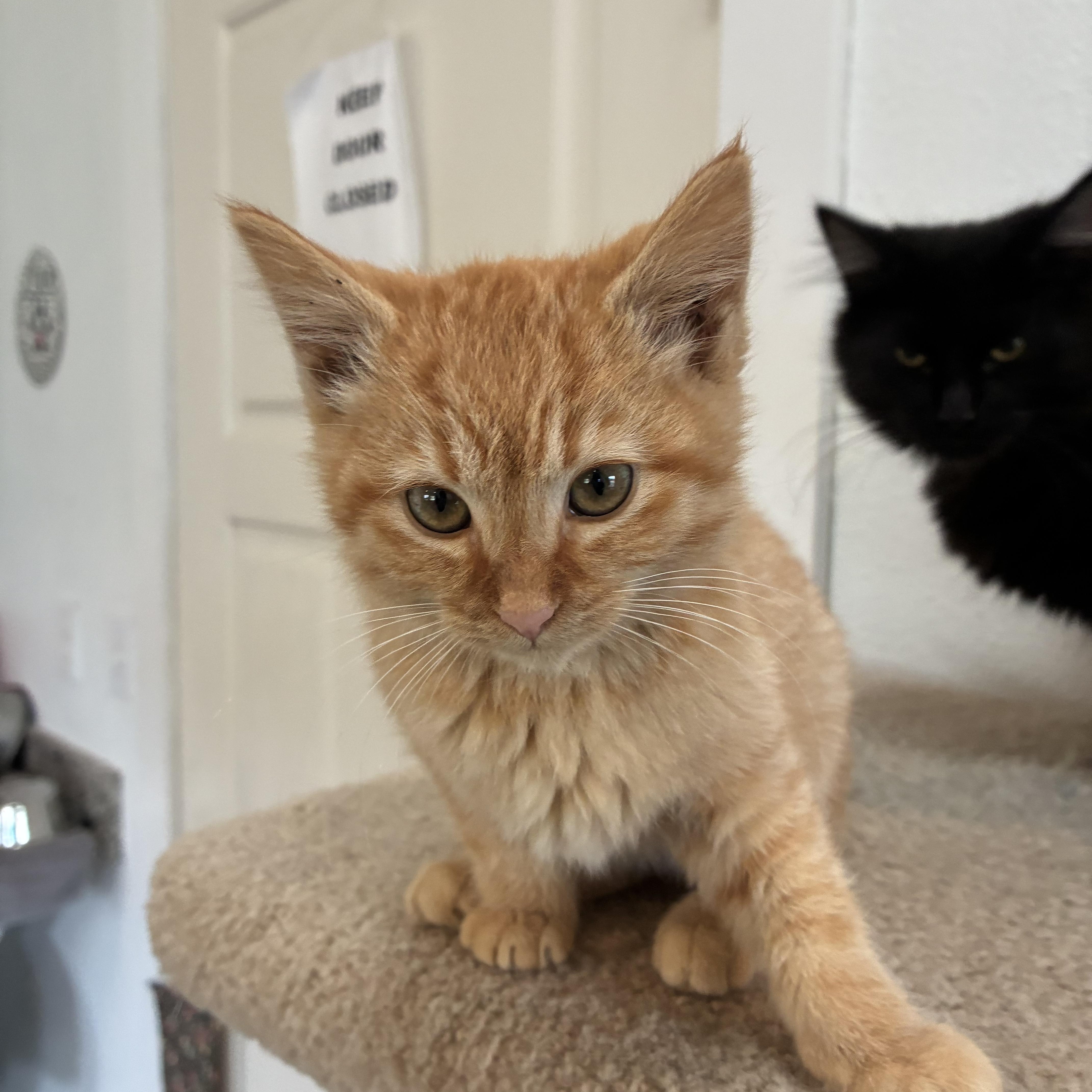 Enlarge Treasure, a Adopted Domestic Short Hair in Bonners Ferry, ID image 2/2