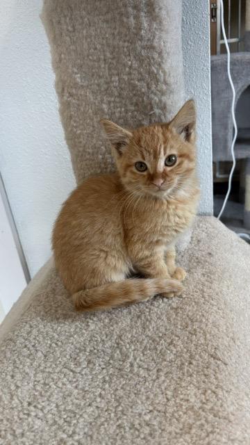 Enlarge Treasure, a Adopted Domestic Short Hair in Bonners Ferry, ID image 1/2