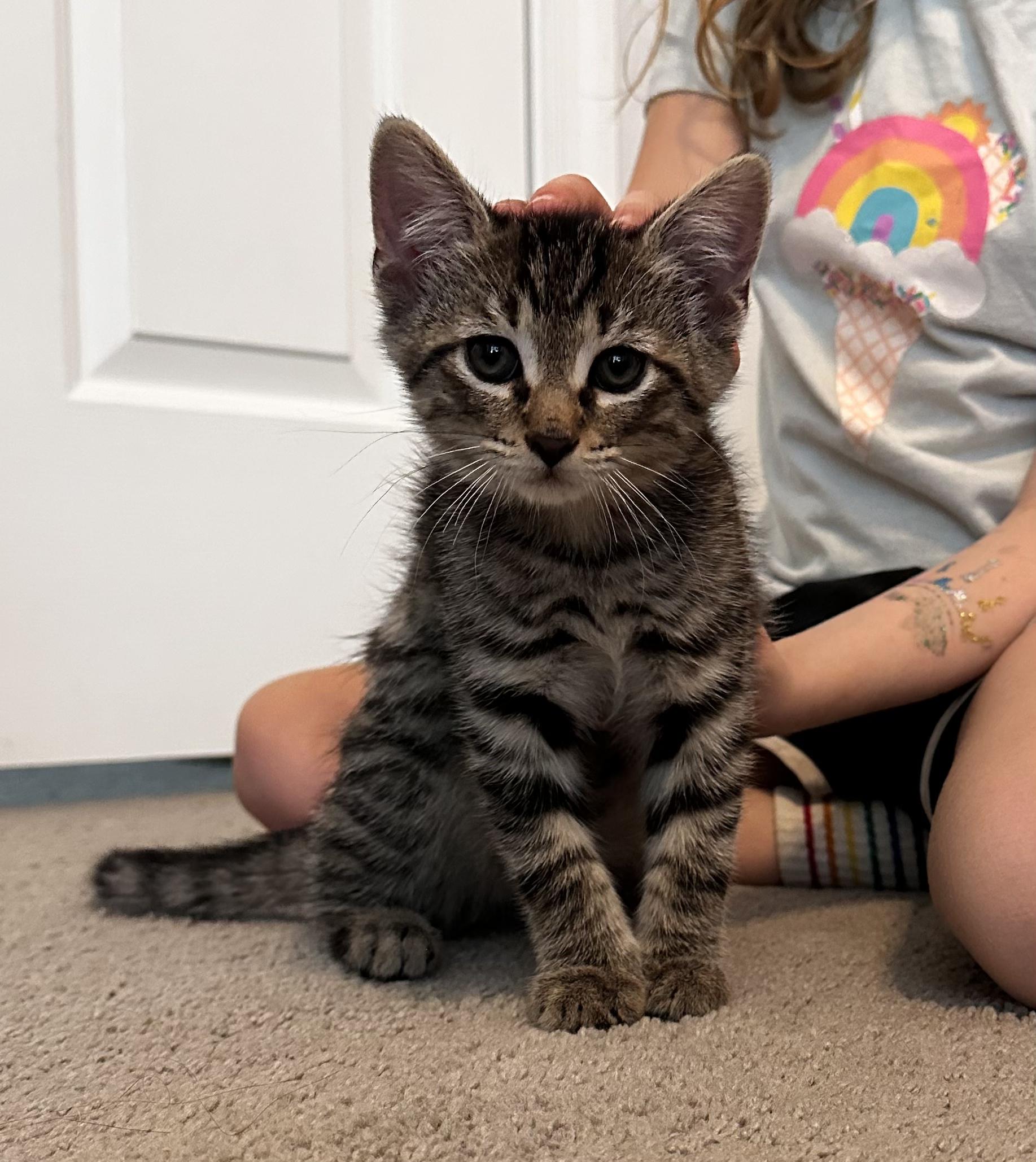 Tiger & Greyson Bonded thumbnail 2