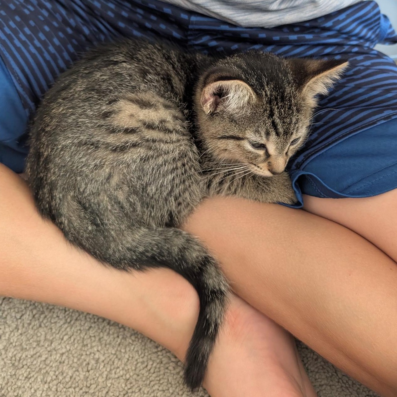 Tiger & Greyson Bonded thumbnail 3