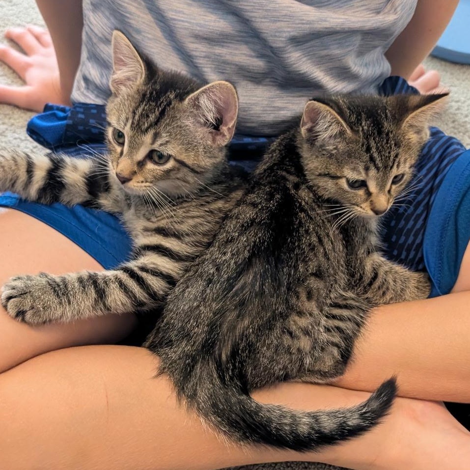 Tiger & Greyson Bonded