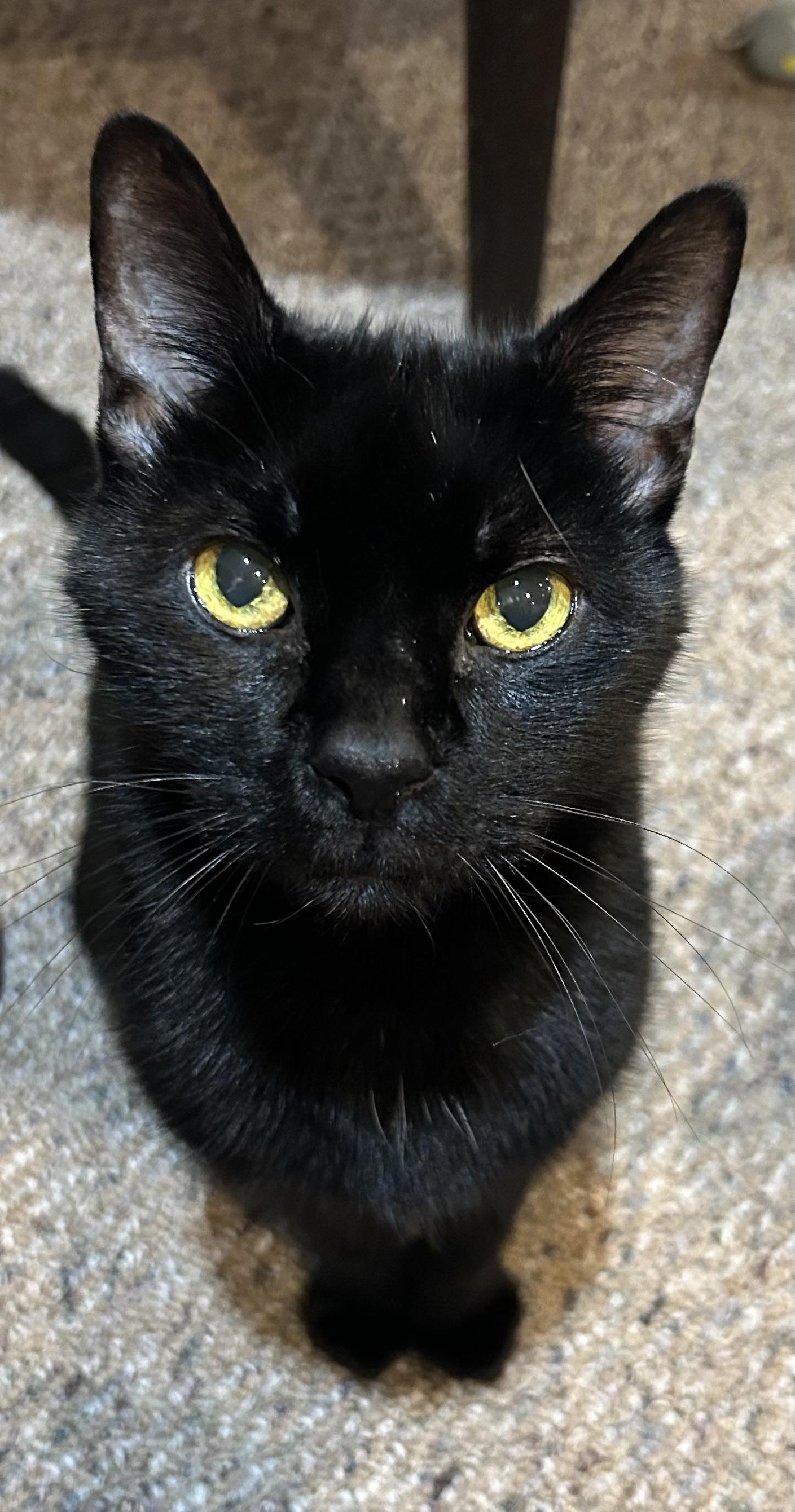 Enlarge Frankie, a Adoptable Domestic Short Hair in Yardley, PA image 3/6