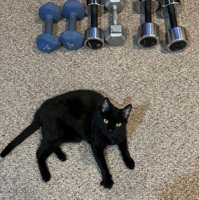 Enlarge Frankie, a Adoptable Domestic Short Hair in Yardley, PA image 4/6