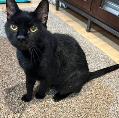 Enlarge Frankie, a Adoptable Domestic Short Hair in Yardley, PA image 1/6