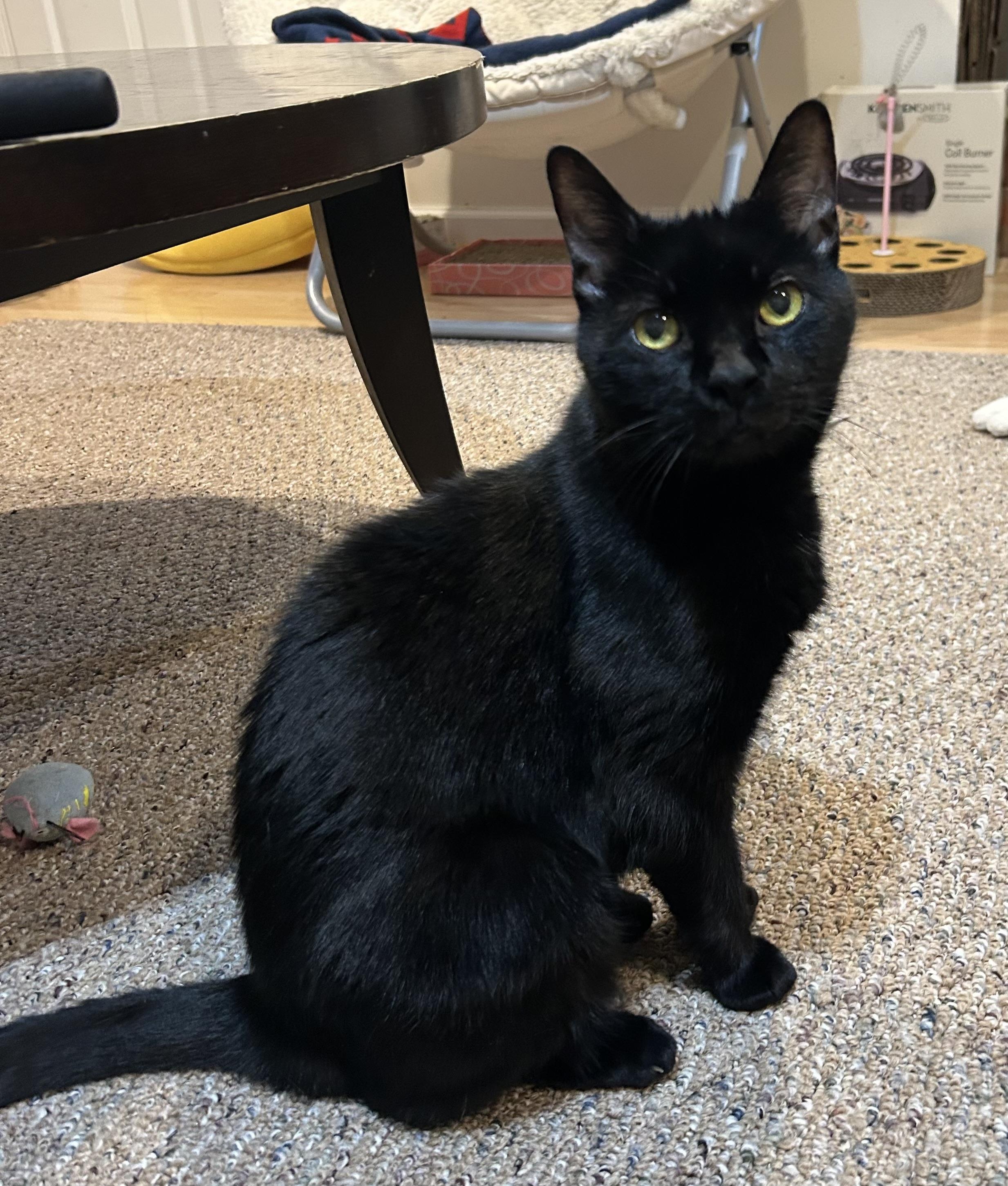 Enlarge Frankie, a Adoptable Domestic Short Hair in Yardley, PA image 5/6