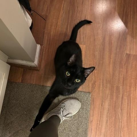 Enlarge Frankie, a Adoptable Domestic Short Hair in Yardley, PA image 2/6