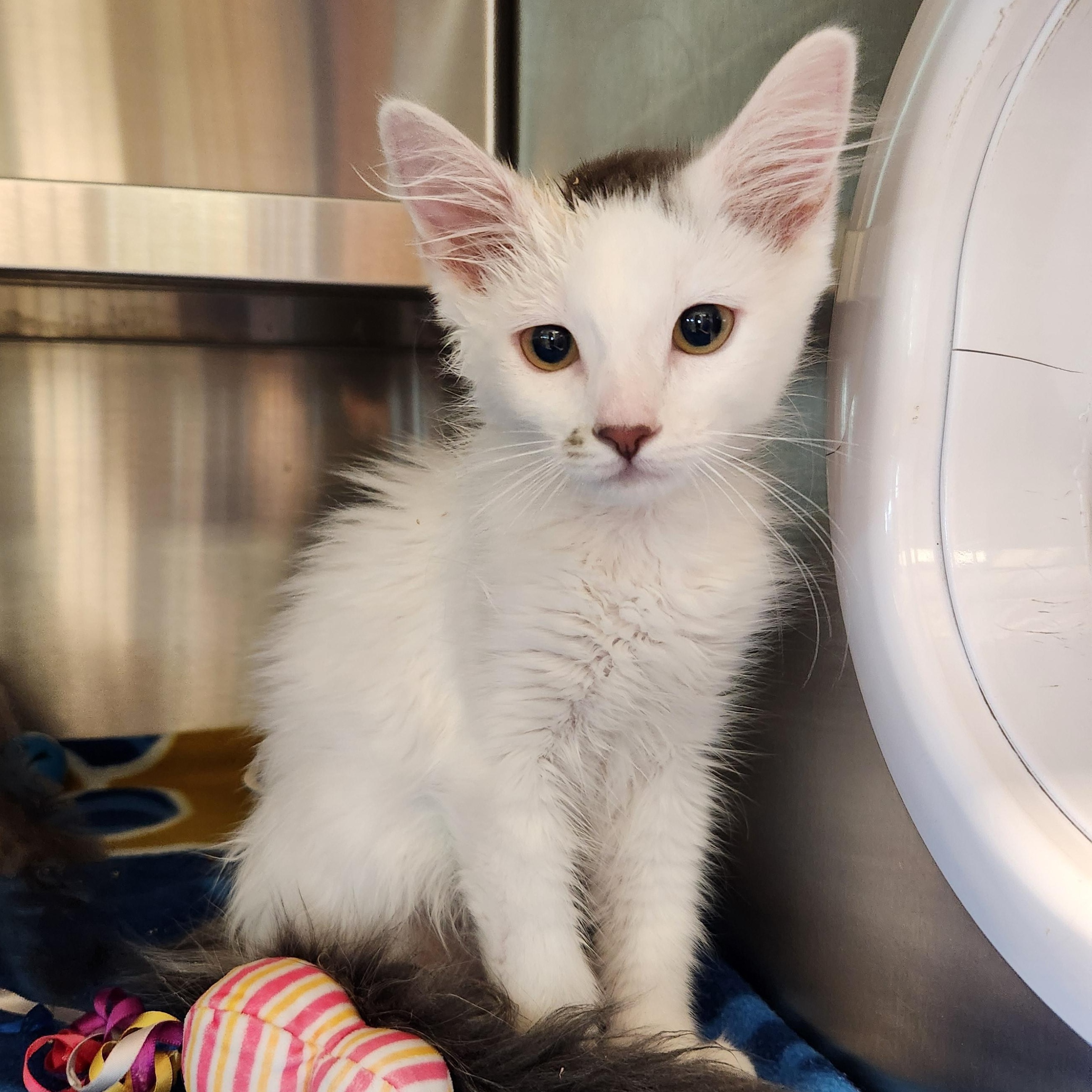 Enlarge Toupe, a ADOPTABLE Domestic Long Hair in Liberty, MO image 3/3