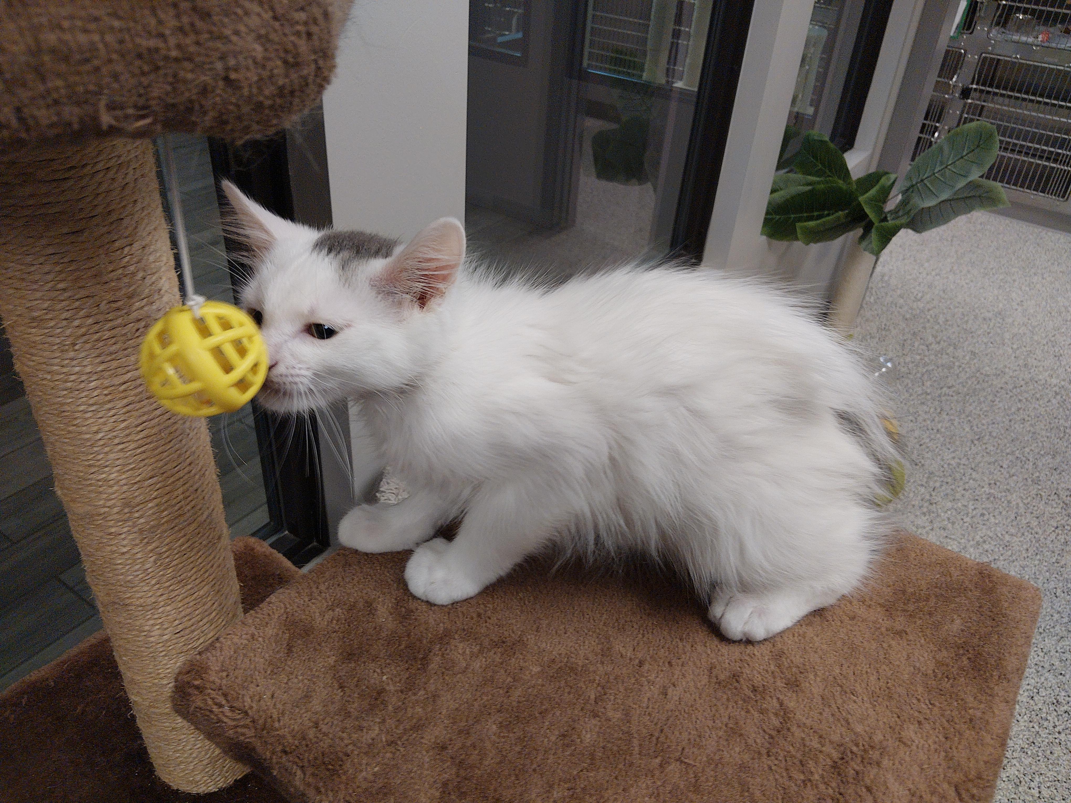 Toupe, ADOPTABLE, Kitten Male Domestic Long Hair.