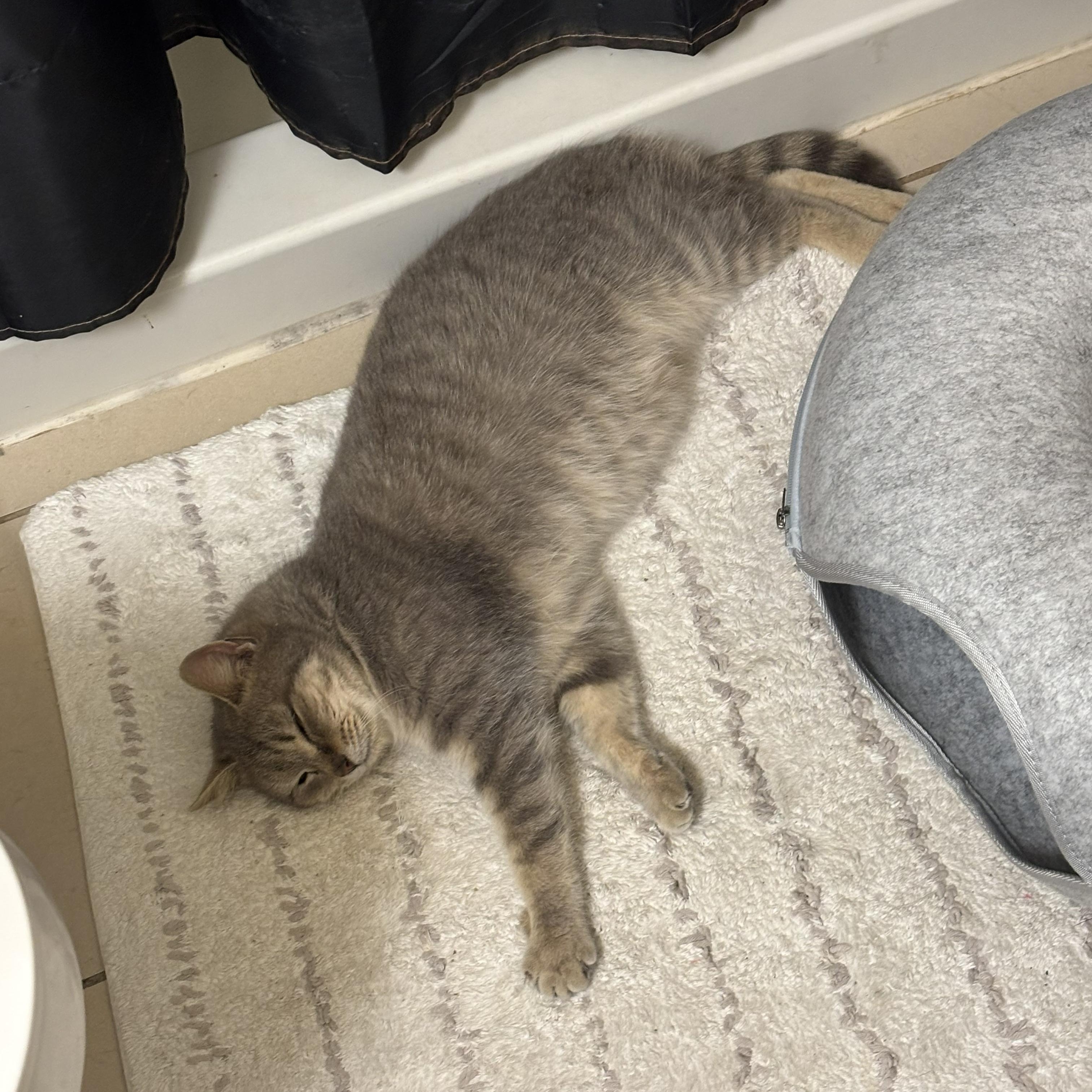 Enlarge Priority, a Adoptable Domestic Short Hair in Richmond, VA image 2/3