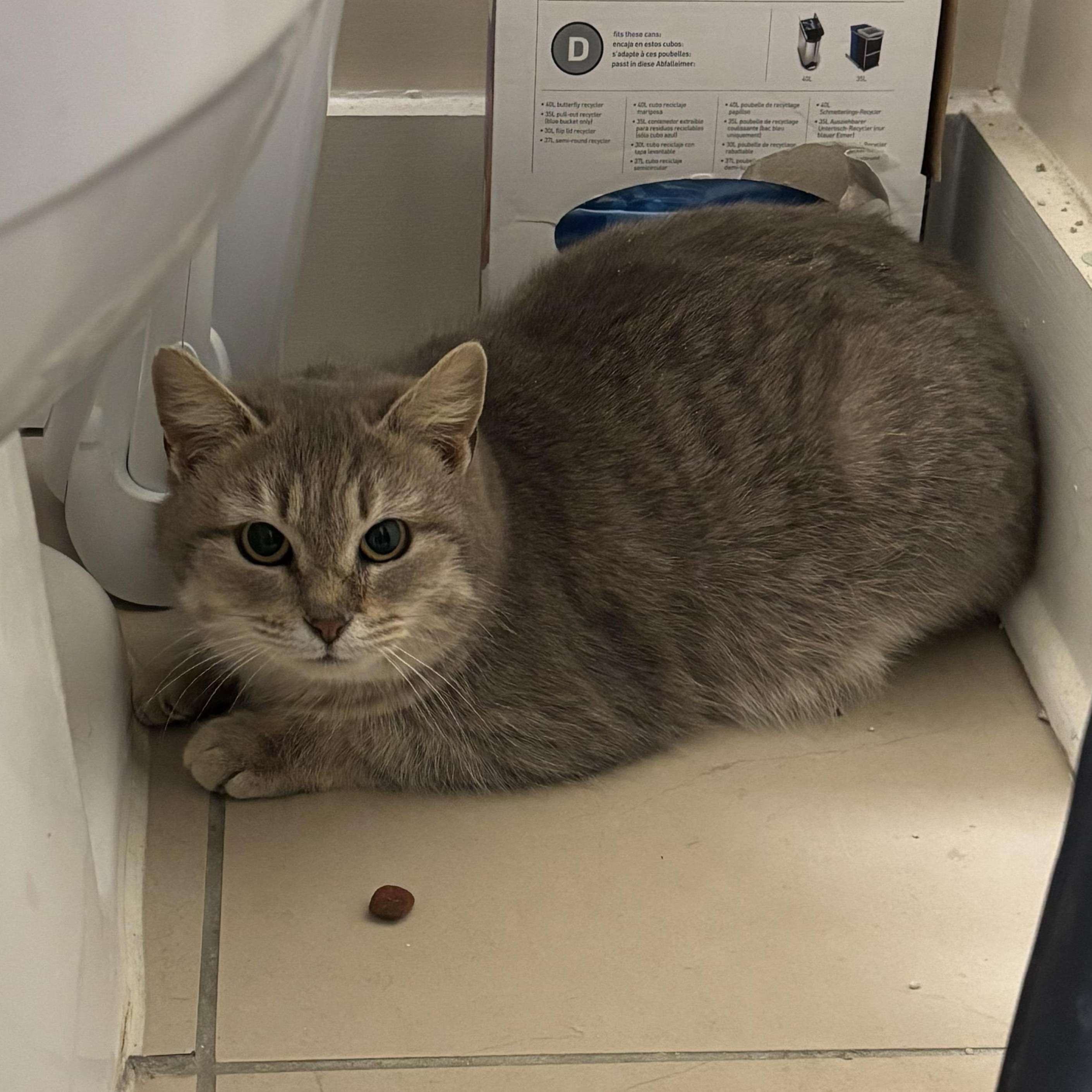 Enlarge Priority, a Adoptable Domestic Short Hair in Richmond, VA image 1/3