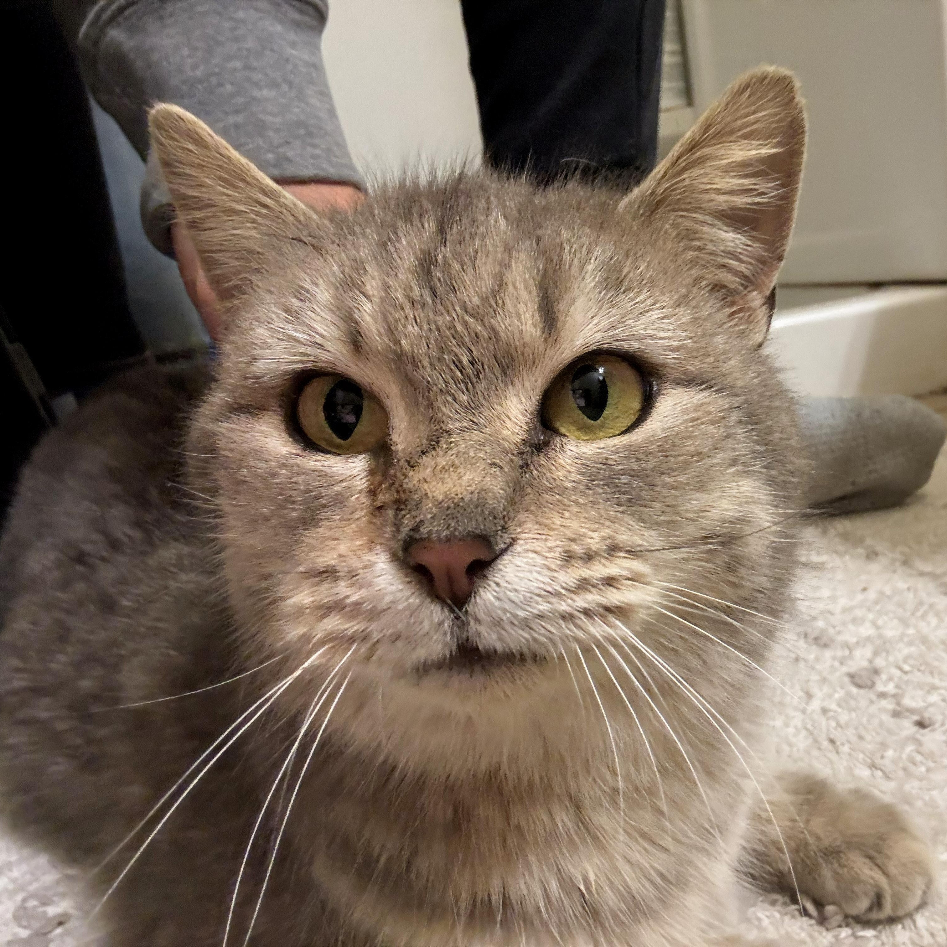 Enlarge Priority, a Adoptable Domestic Short Hair in Richmond, VA image 3/3