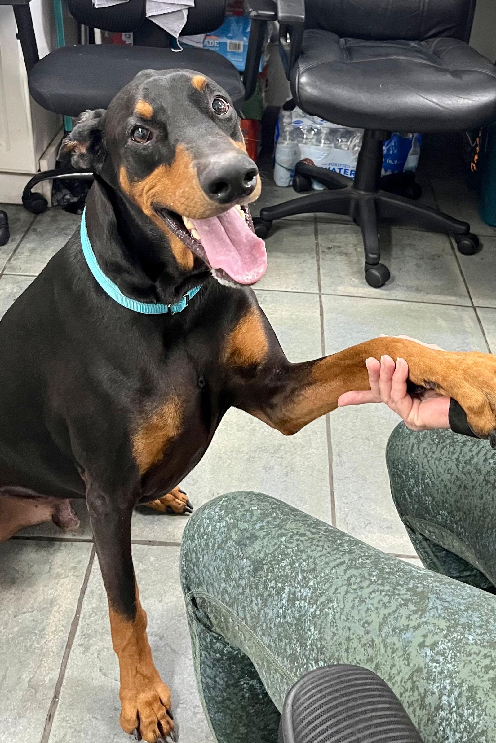 Kylo 3404, Adoptable, Young Male Doberman Pinscher.