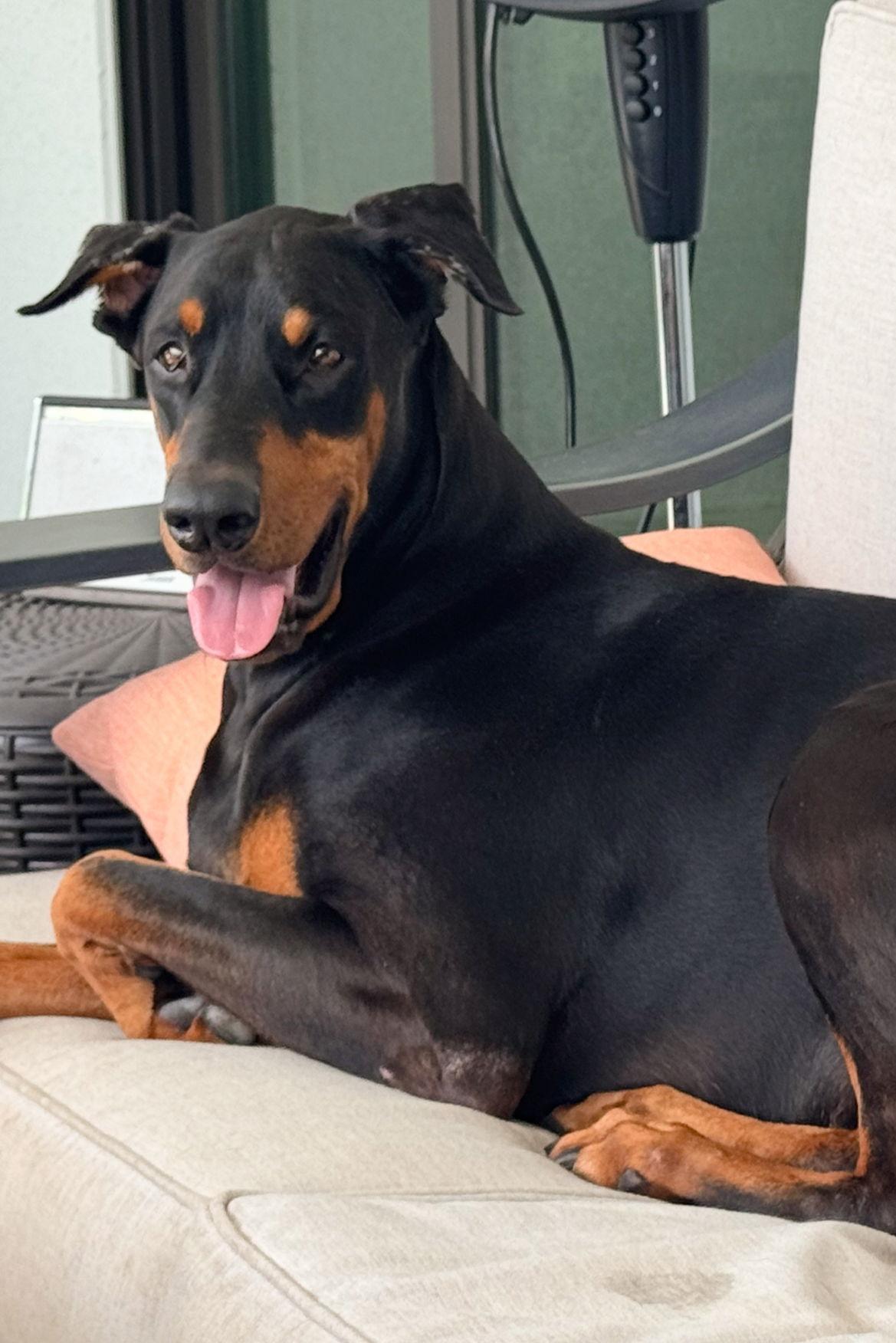 Kylo 3404, a Adoptable Doberman Pinscher in Oakland Park, FL image 3/3
