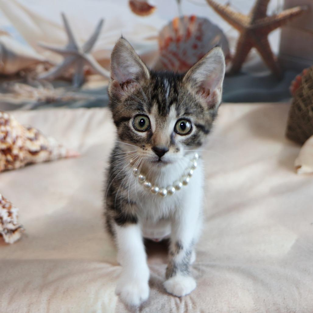 Elora Danan, a Adoptable Domestic Short Hair in FAIRWAY, KS image 1/6