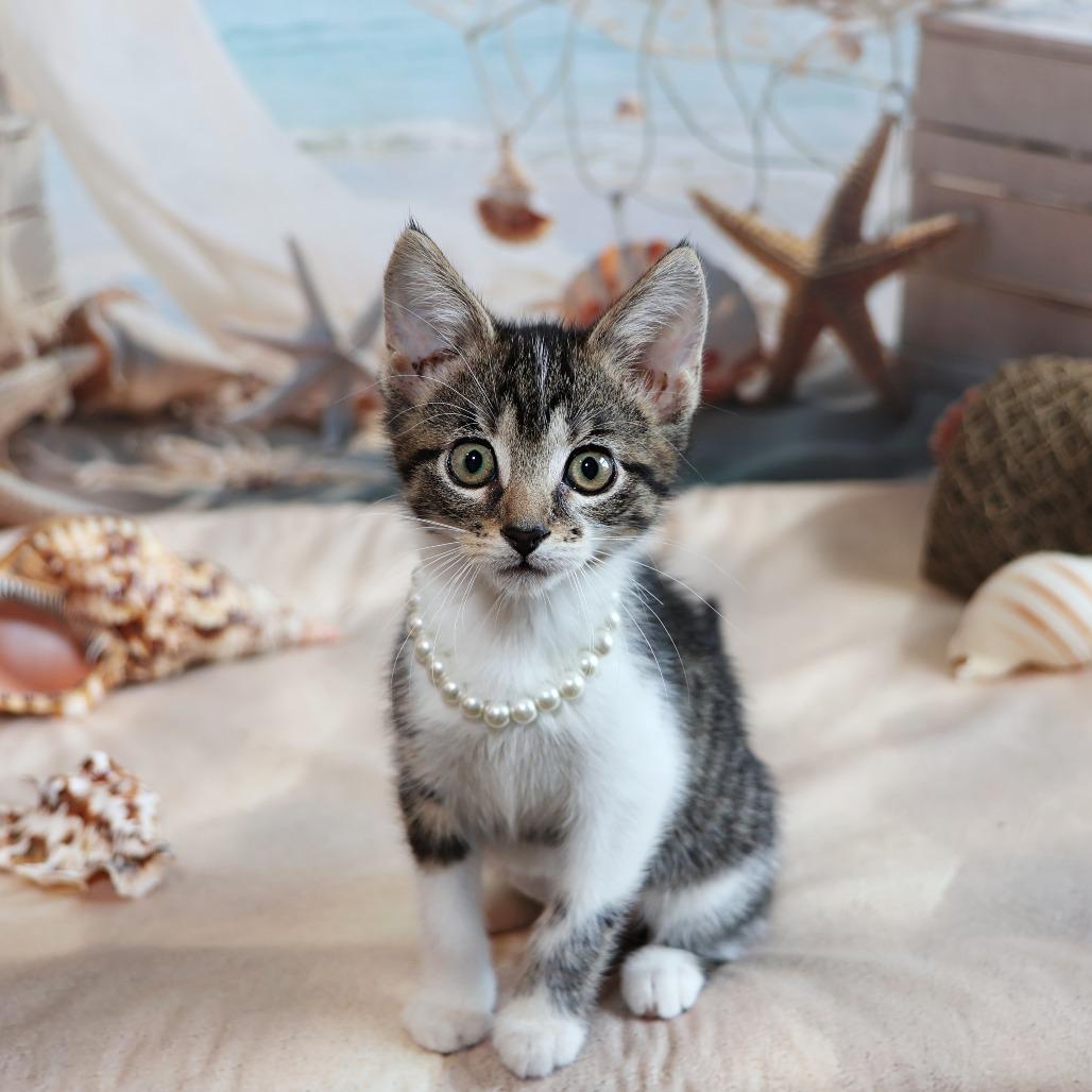 Elora Danan, a Adoptable Domestic Short Hair in FAIRWAY, KS image 2/6