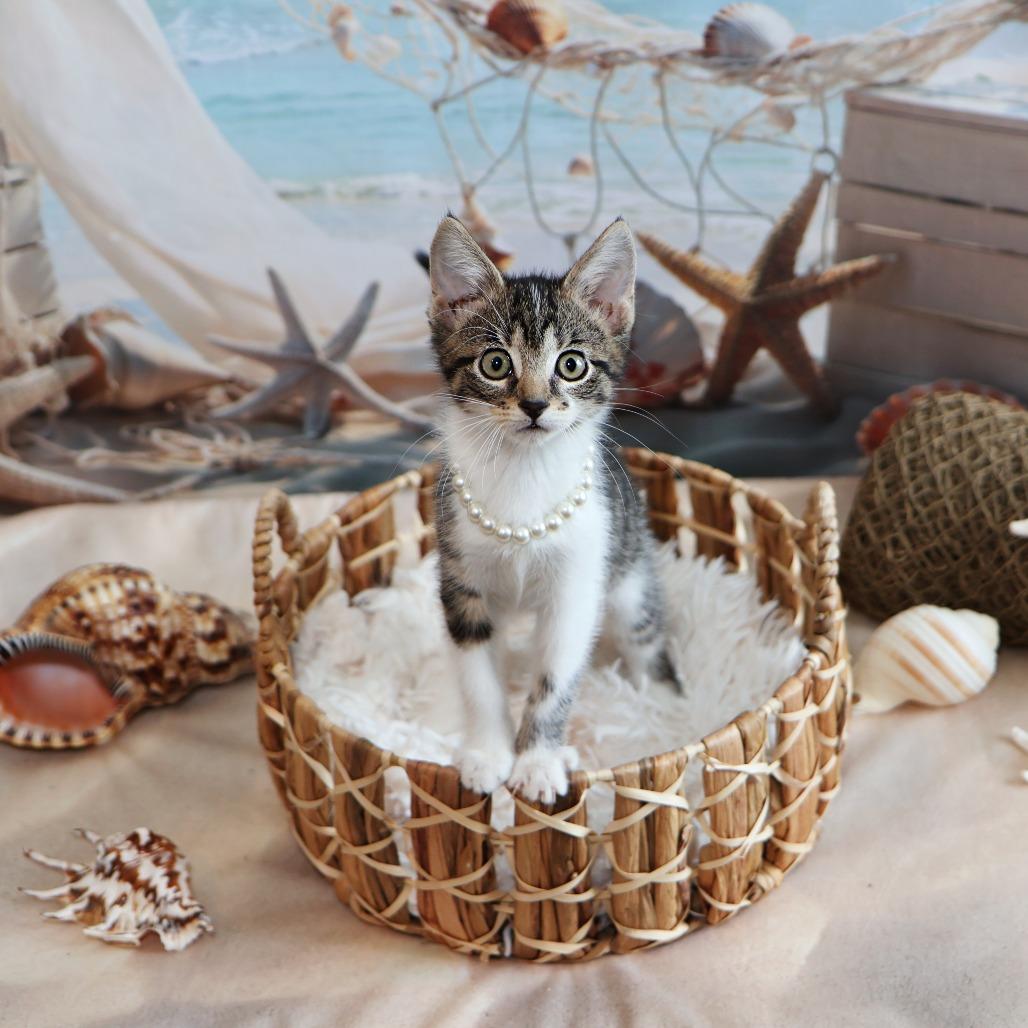 Elora Danan, a Adoptable Domestic Short Hair in FAIRWAY, KS image 3/6