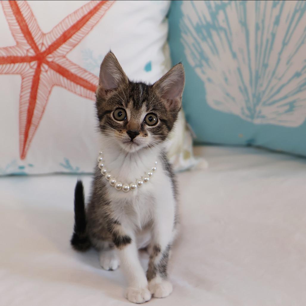 Elora Danan, a Adoptable Domestic Short Hair in FAIRWAY, KS image 4/6