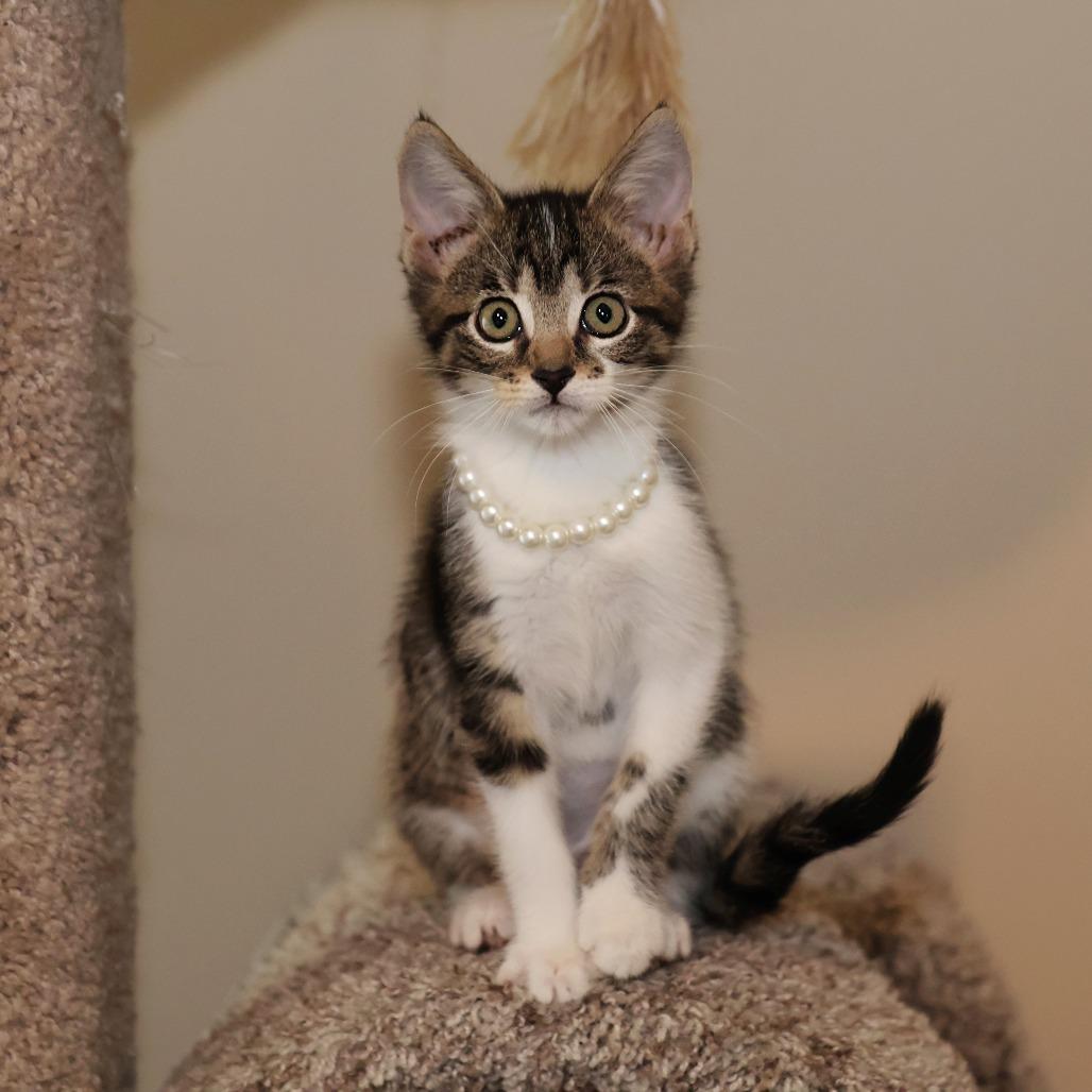 Elora Danan, a Adoptable Domestic Short Hair in FAIRWAY, KS image 5/6
