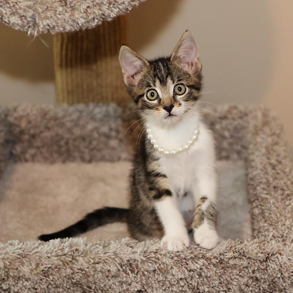 Elora Danan, a Adoptable Domestic Short Hair in FAIRWAY, KS image 6/6