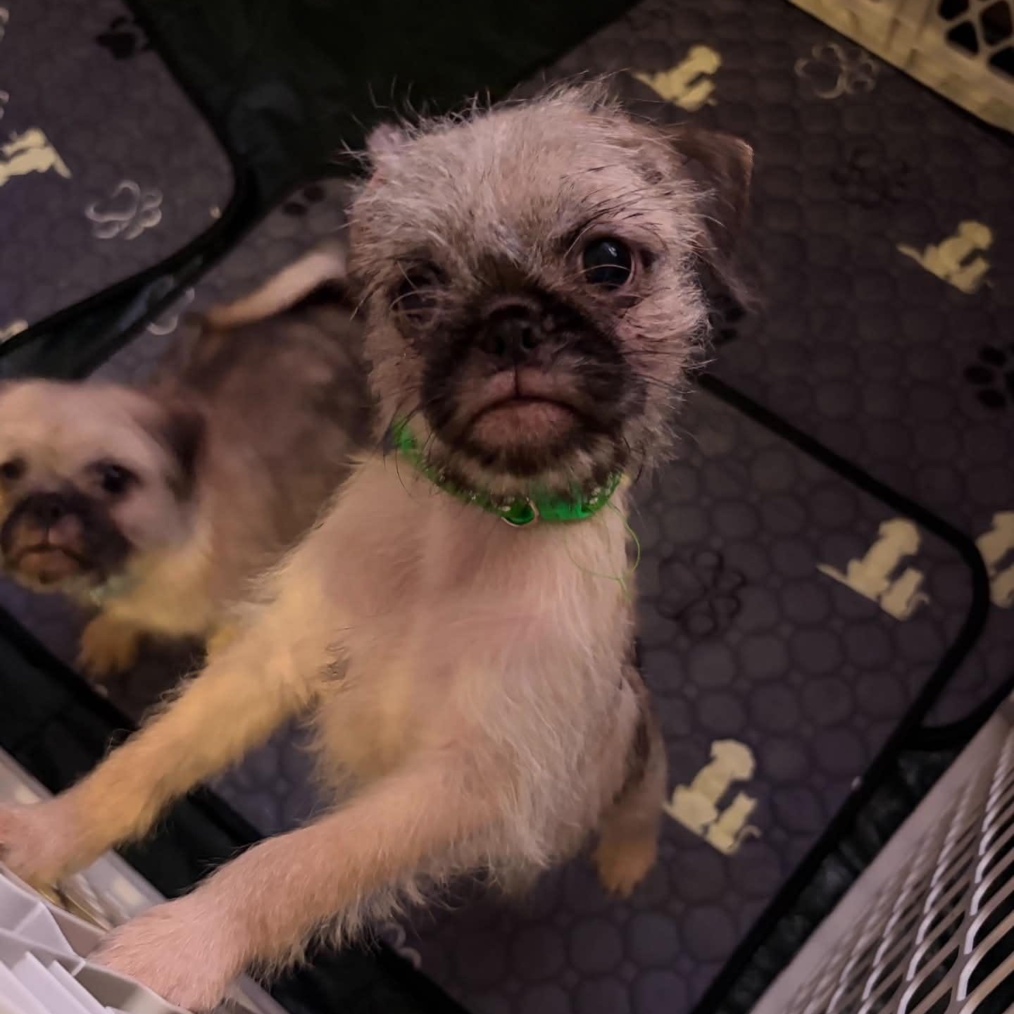 Enlarge Whiskey, a Adopted mixed breed in Oklahoma City, OK image 2/5
