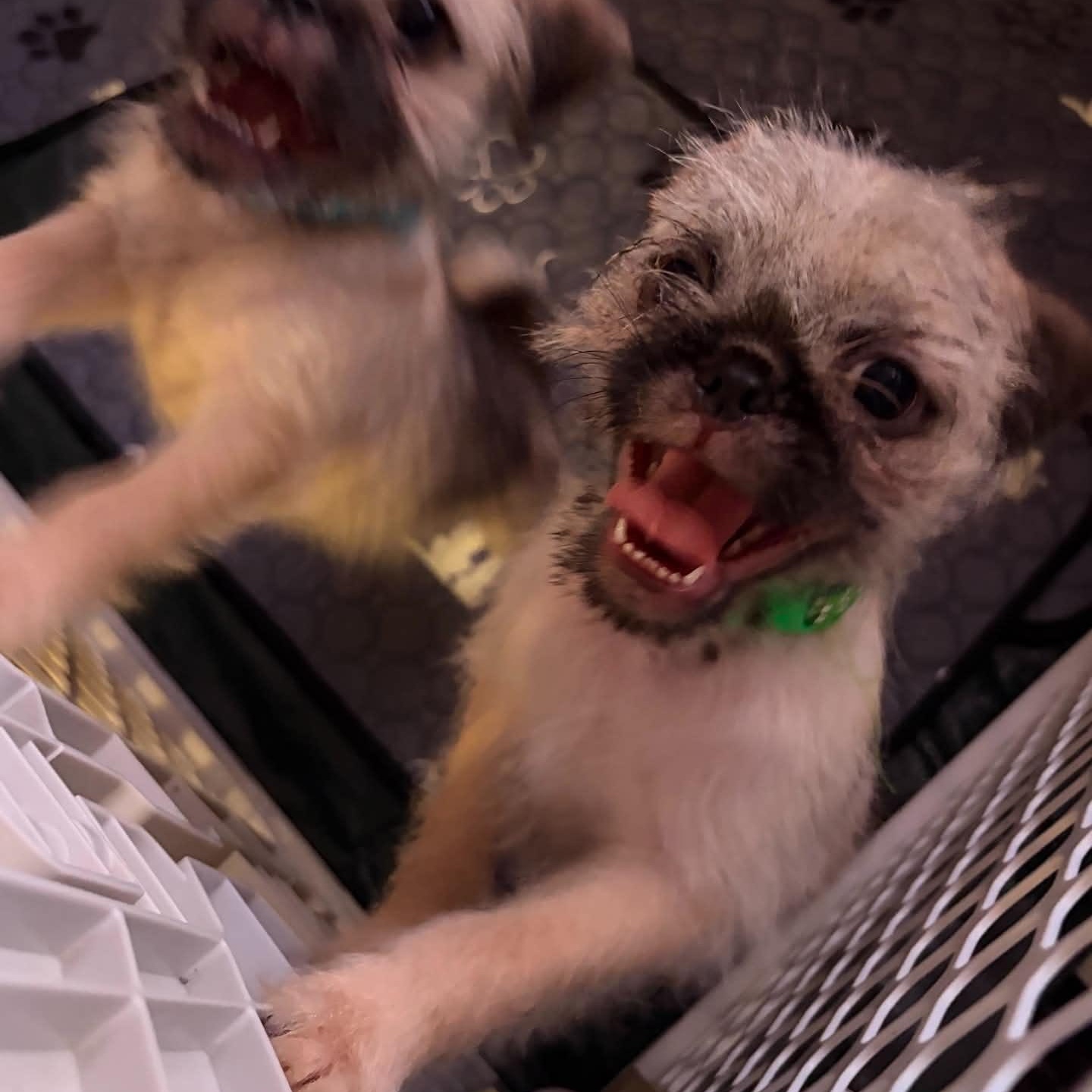 Enlarge Whiskey, a Adopted mixed breed in Oklahoma City, OK image 3/5