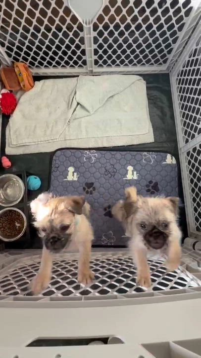 Enlarge Whiskey, a Adopted mixed breed in Oklahoma City, OK video 4/5