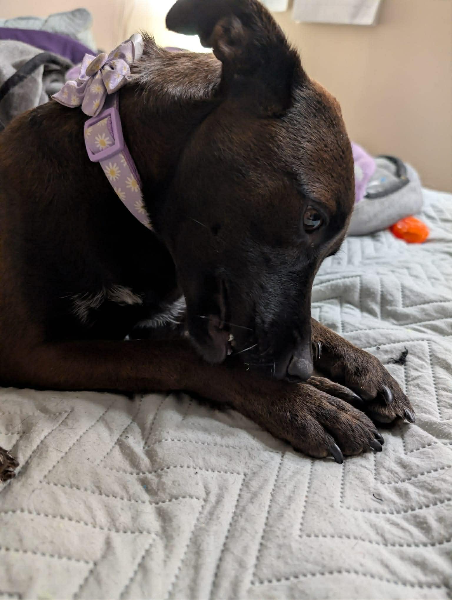 Enlarge Shyla, a ADOPTABLE mixed breed in Dunmore, AB image 2/5