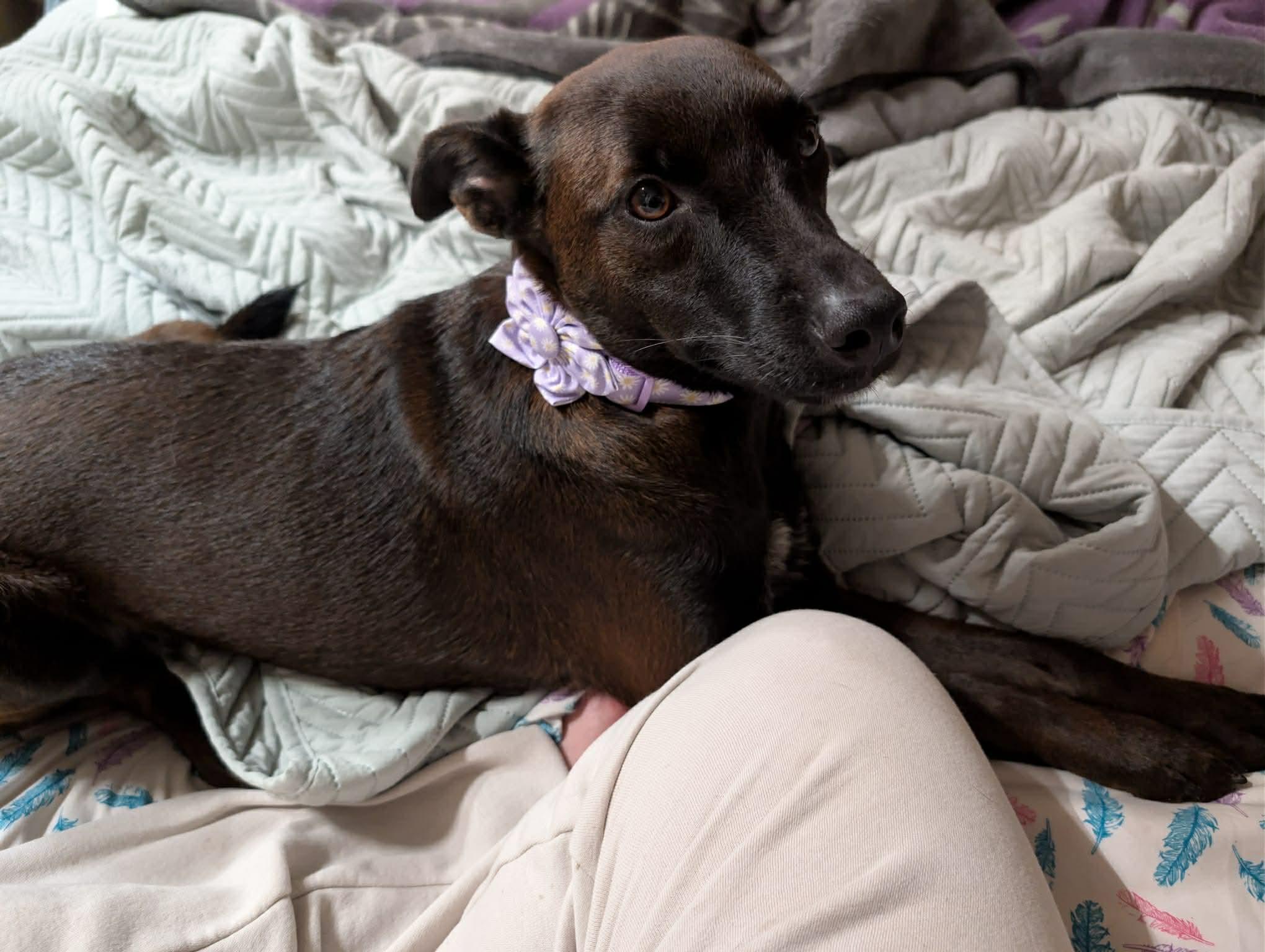 Shyla, ADOPTABLE, Young Female Shepherd.