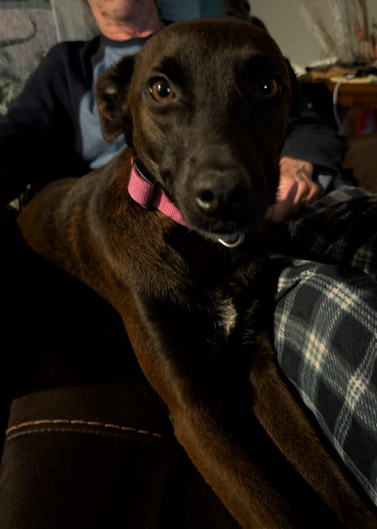 Enlarge Shyla, a ADOPTABLE mixed breed in Dunmore, AB image 5/5