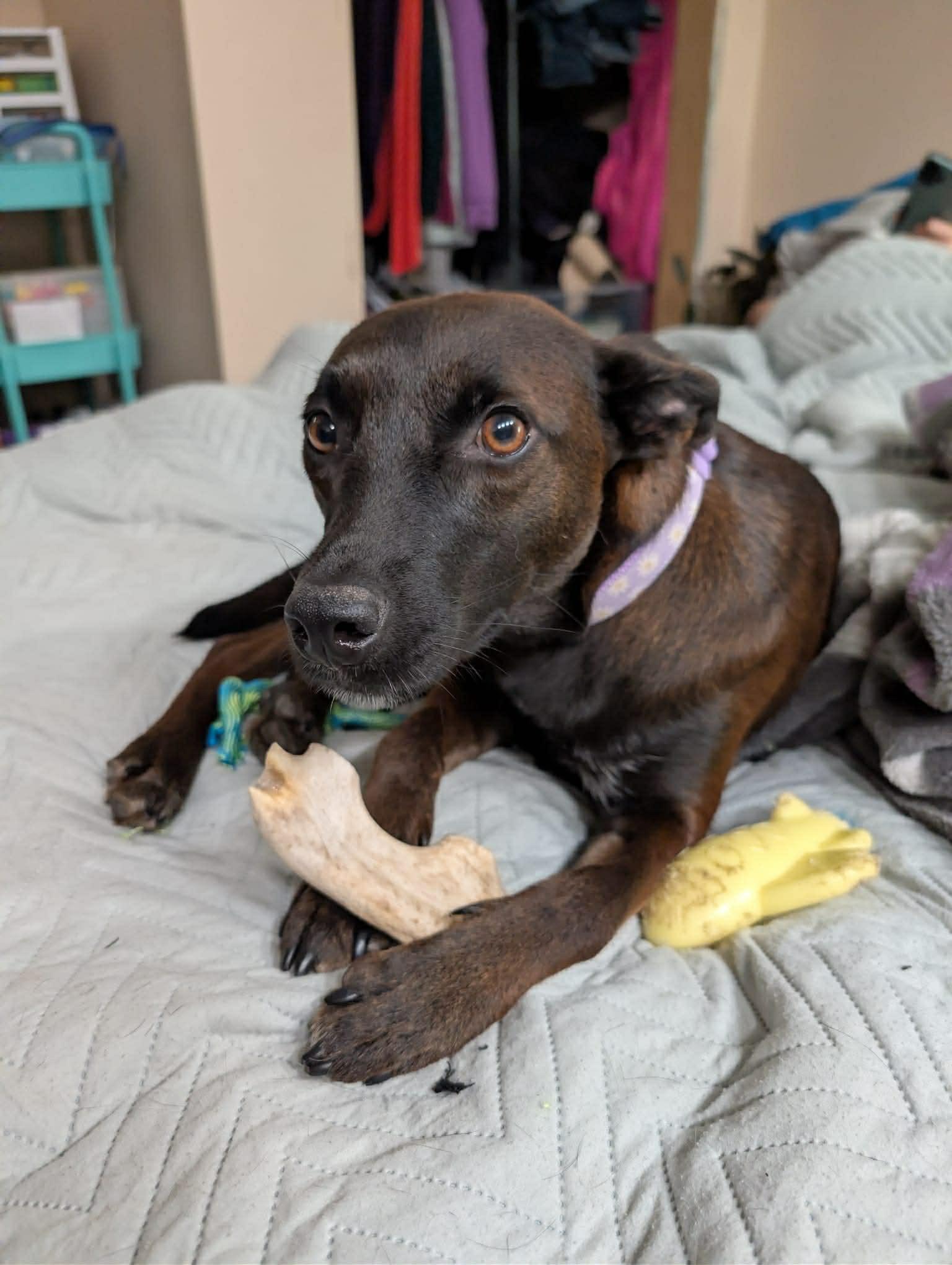 Enlarge Shyla, a ADOPTABLE mixed breed in Dunmore, AB image 3/5