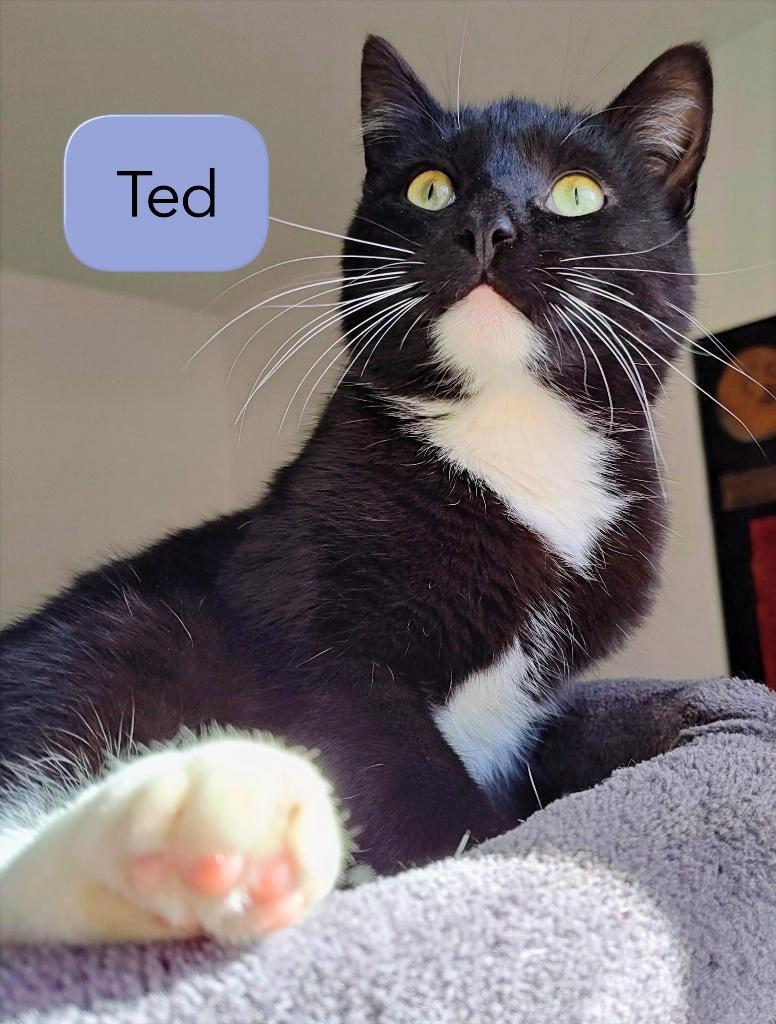 Ted, Adoptable, Young Male Domestic Short Hair.