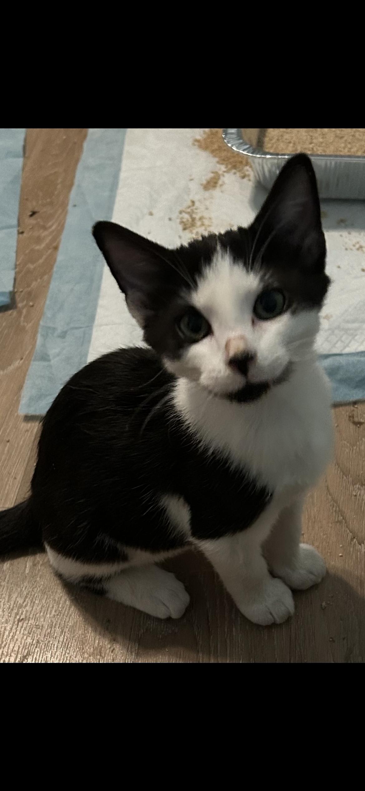 Enlarge Zozzle AKA Boo Bear, a Adopted Domestic Short Hair in Clearwater, FL image 1/2