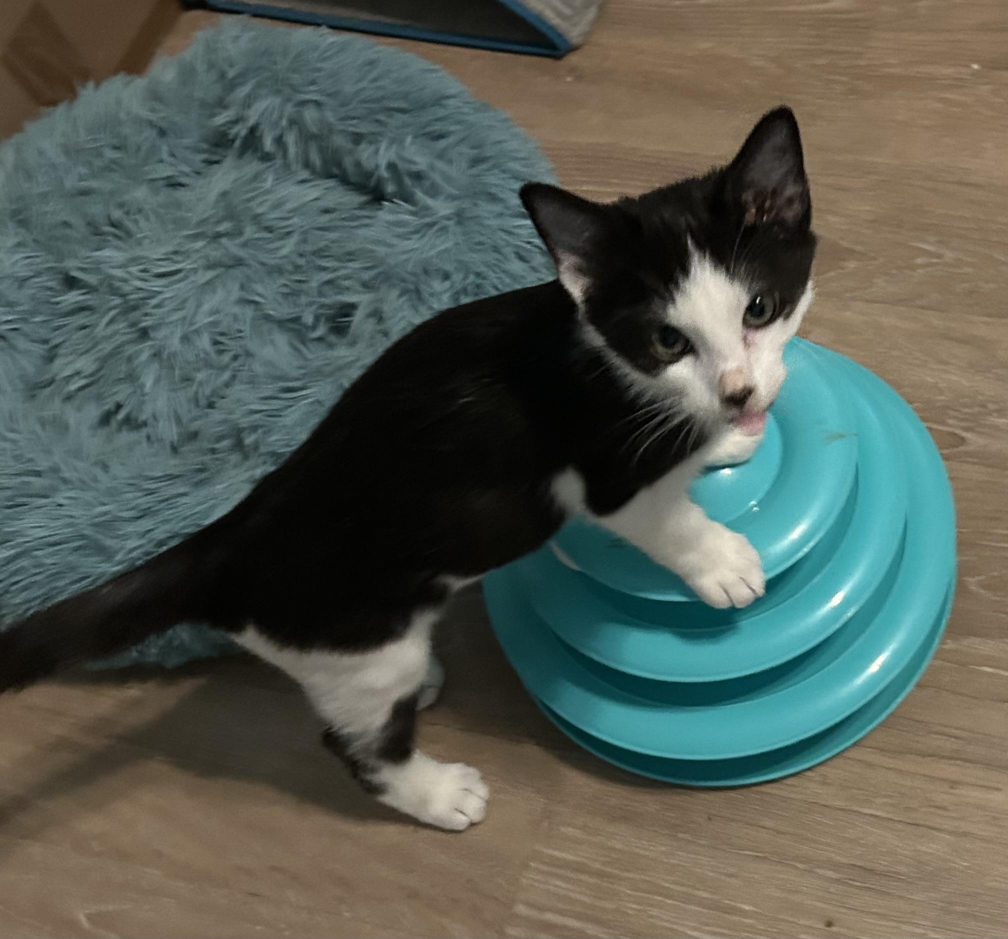 Enlarge Zozzle AKA Boo Bear, a Adopted Domestic Short Hair in Clearwater, FL image 2/2