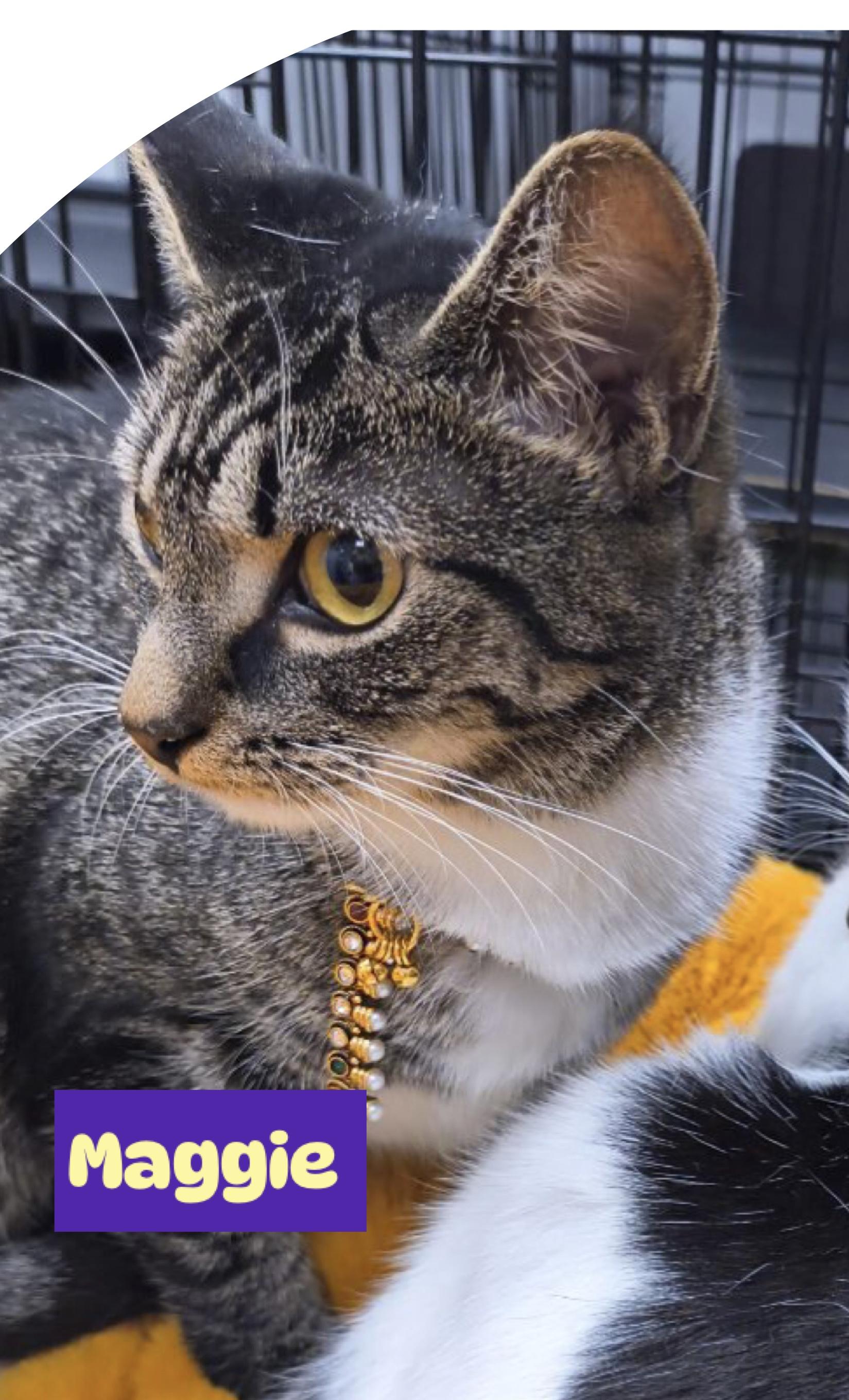 Marla and Maggie, a Adoptable Domestic Short Hair in staten island, NY image 1/2