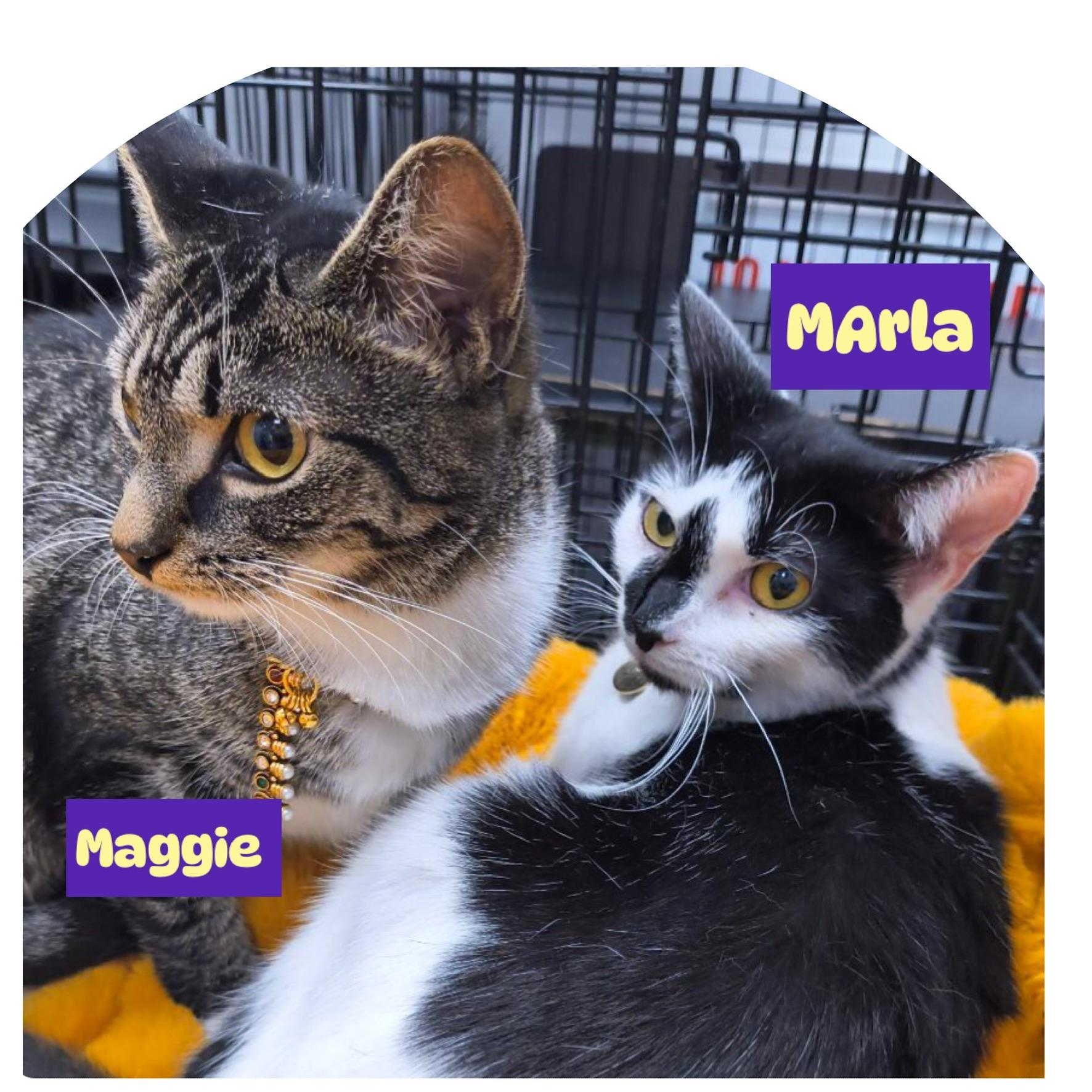 Marla and Maggie, Adoptable, Young Female Domestic Short Hair.