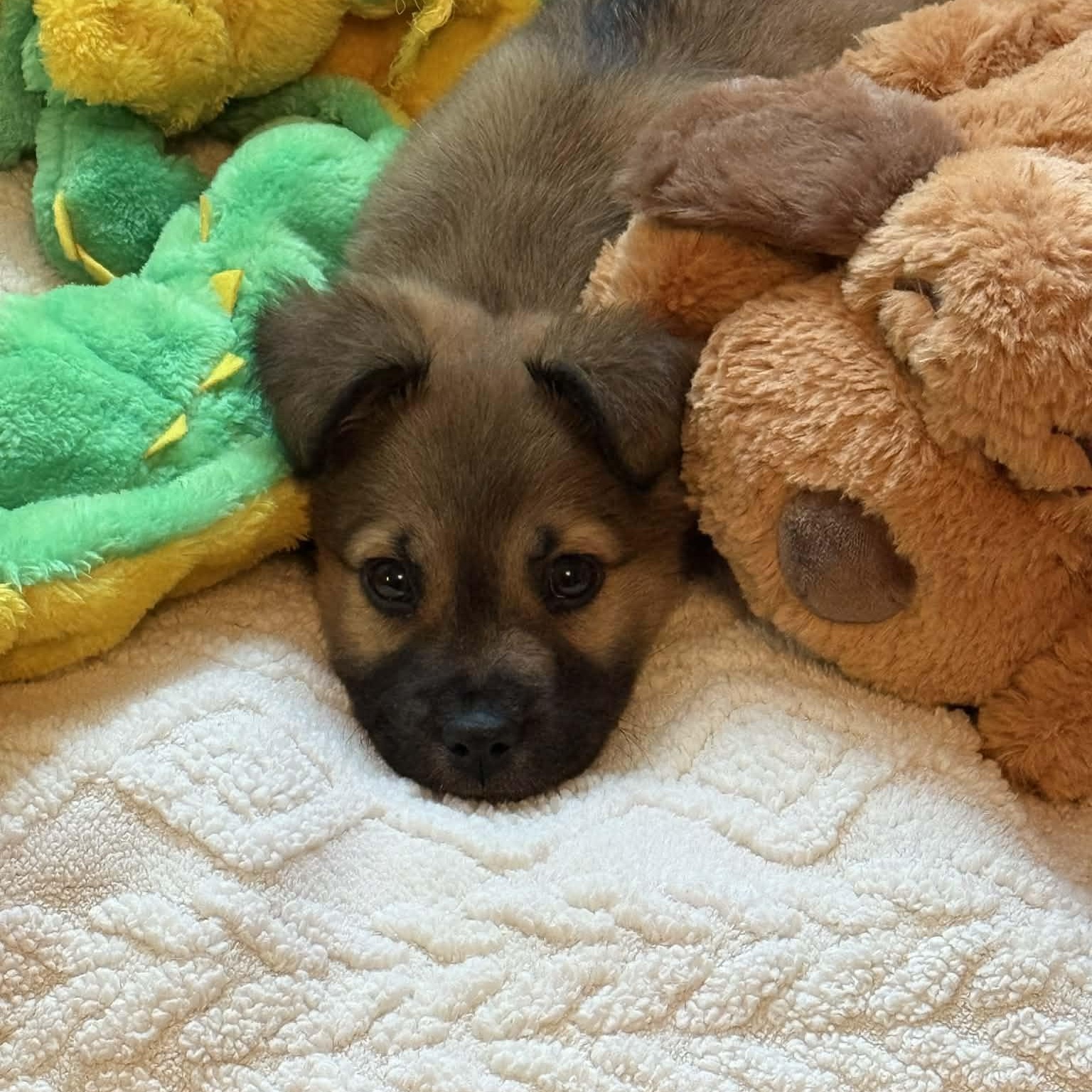 Enlarge Baby girl Estelle , a Adoptable mixed breed in Blue Bell, PA image 3/5