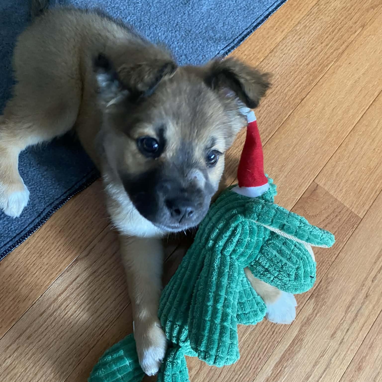 Enlarge Baby girl Estelle , a Adoptable mixed breed in Blue Bell, PA image 1/5