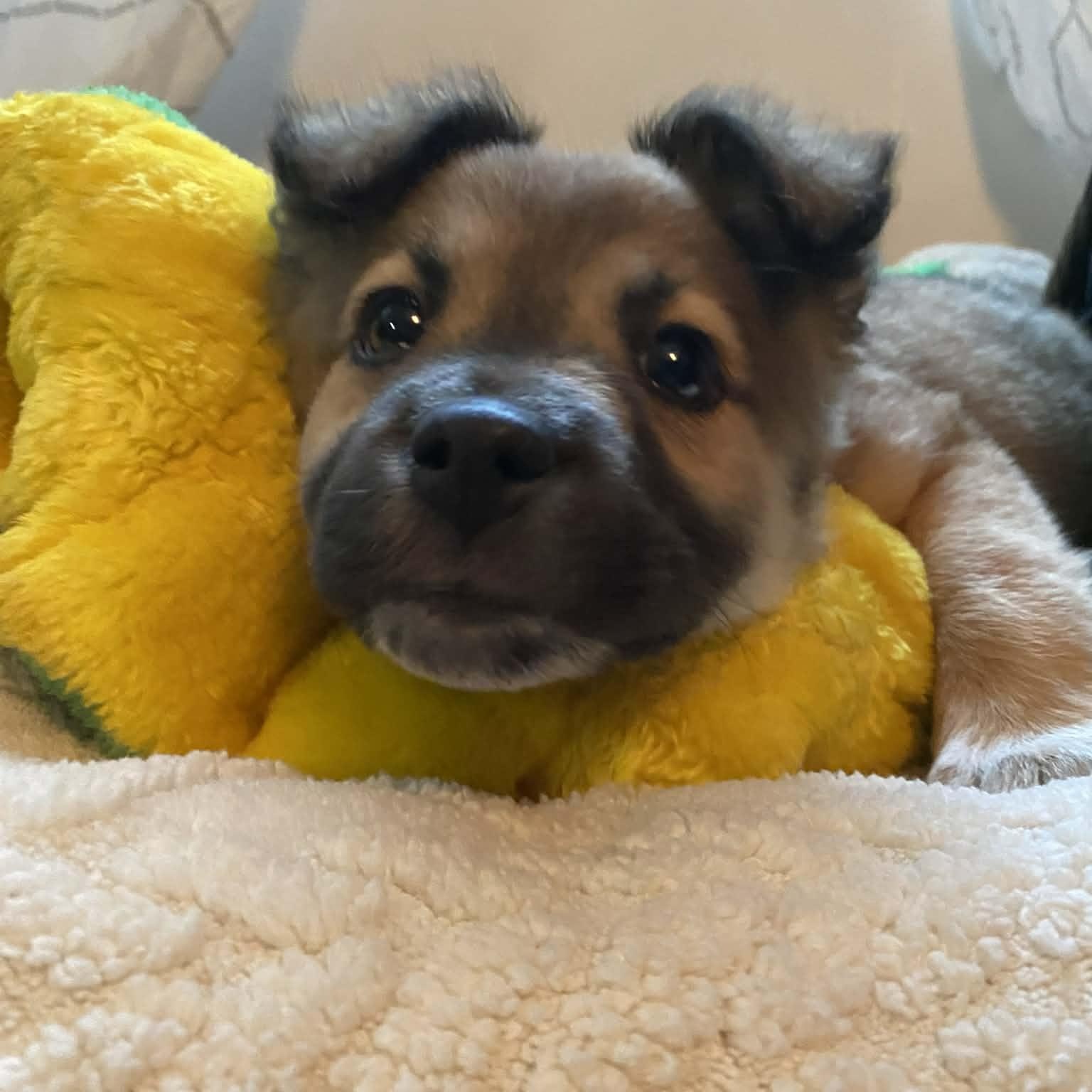 Enlarge Baby girl Estelle , a Adoptable mixed breed in Blue Bell, PA image 4/5