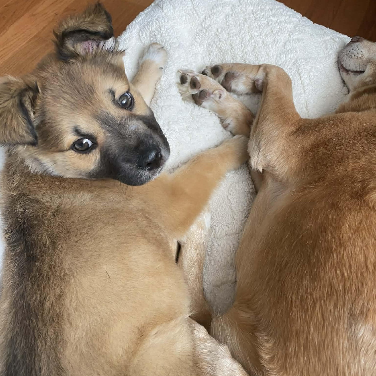 Enlarge Baby girl Estelle , a Adoptable mixed breed in Blue Bell, PA image 5/5