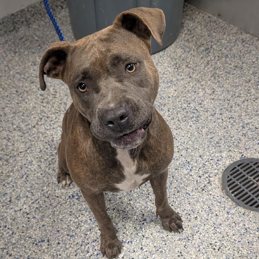 Enlarge Grecia, a Adoptable Mixed Breed in Greenville, SC image 1/1