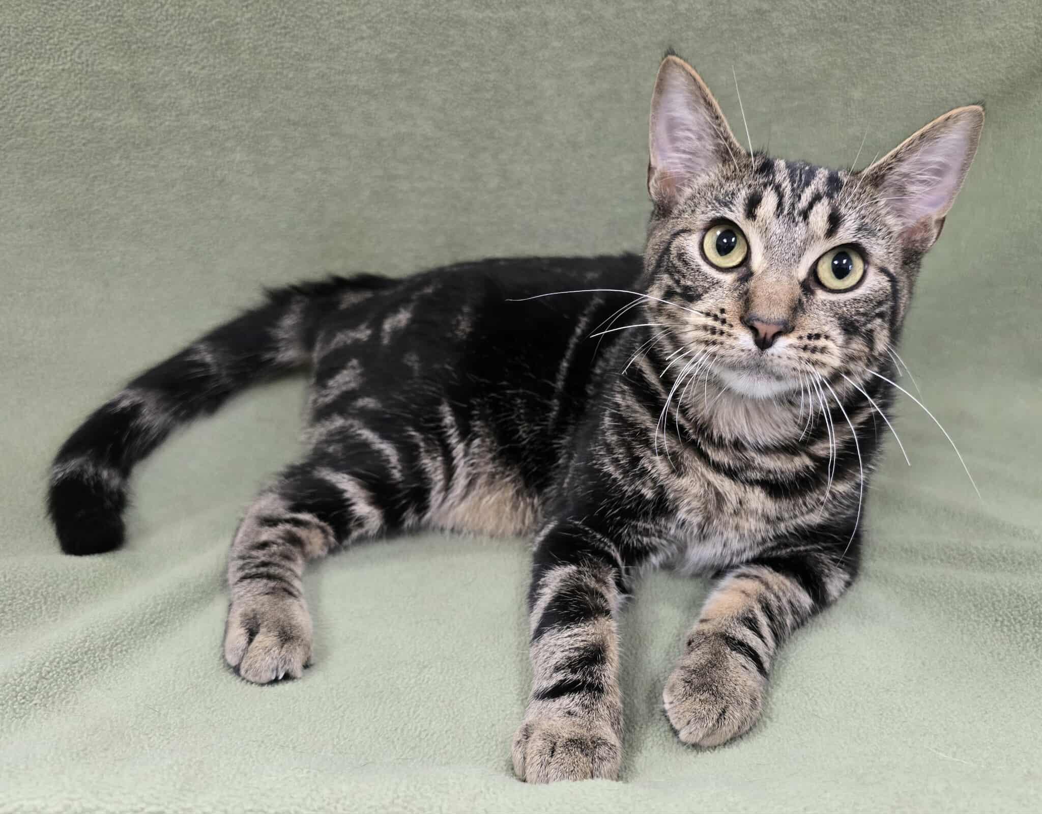 Enlarge Kerberos, a Adoptable mixed breed in Frankfort, IN image 1/4