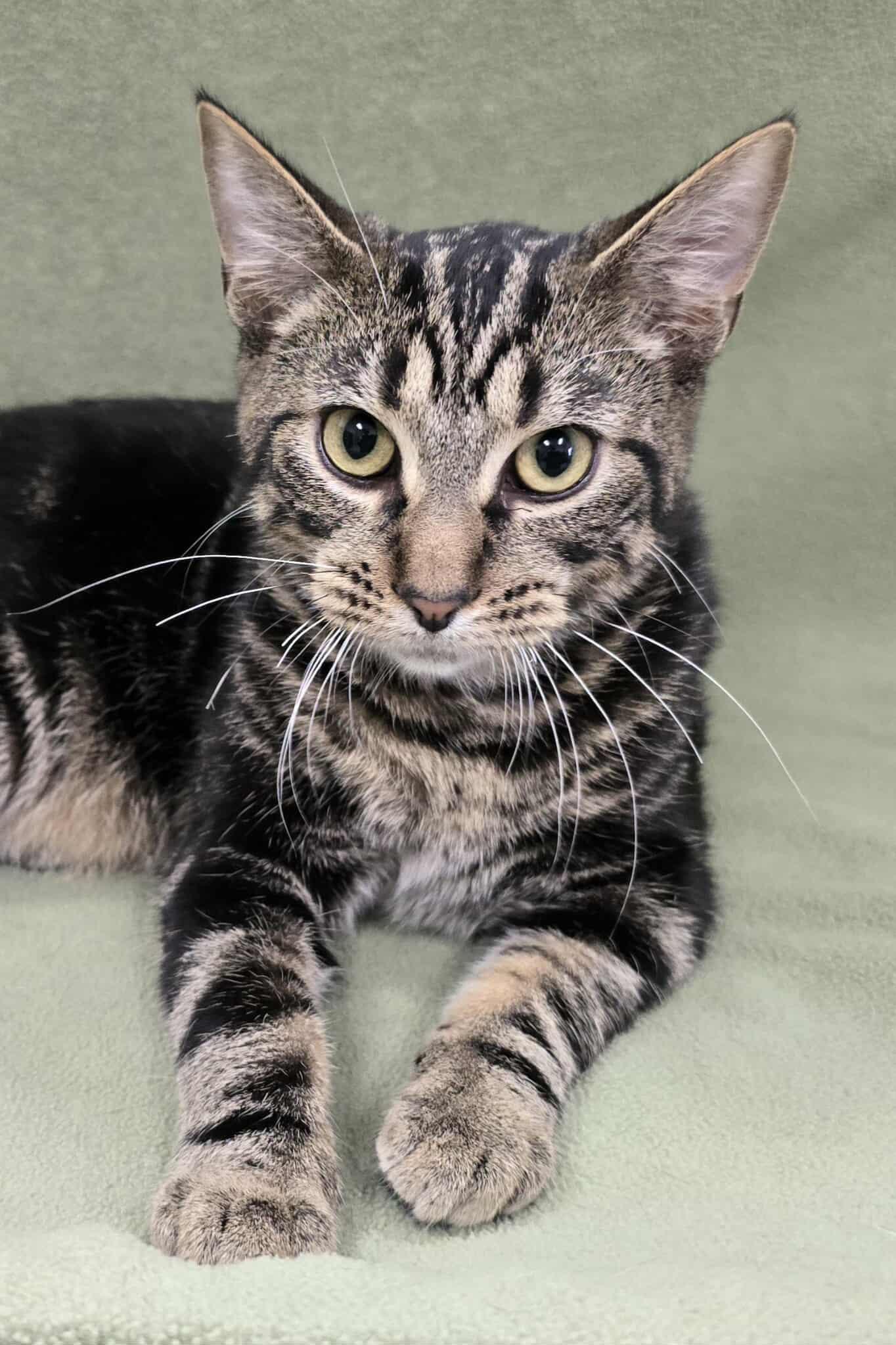 Enlarge Kerberos, a Adoptable mixed breed in Frankfort, IN image 2/4