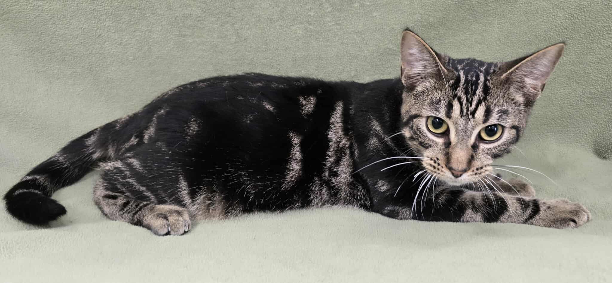 Enlarge Kerberos, a Adoptable mixed breed in Frankfort, IN image 3/4