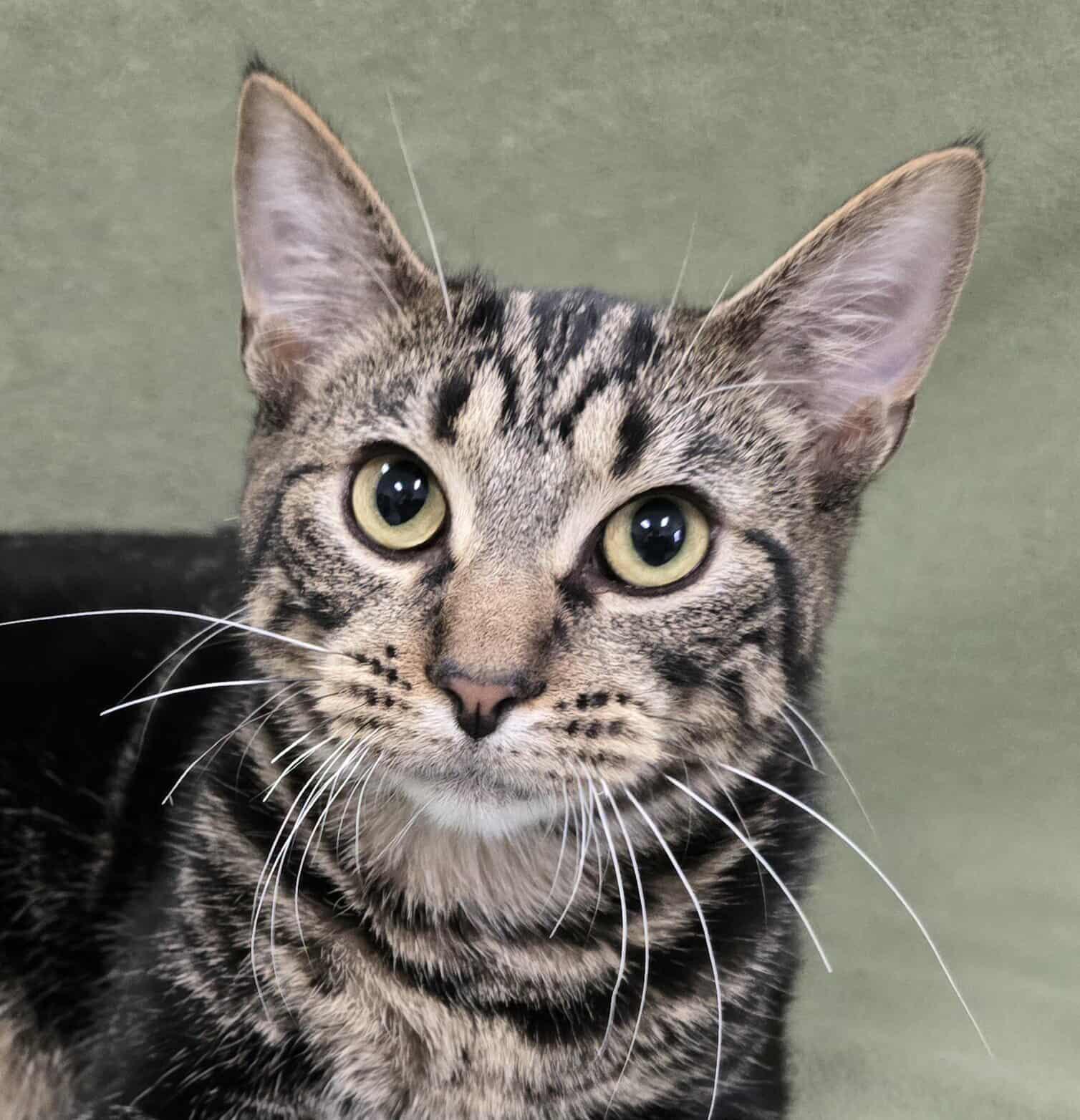 Enlarge Kerberos, a Adoptable mixed breed in Frankfort, IN image 4/4