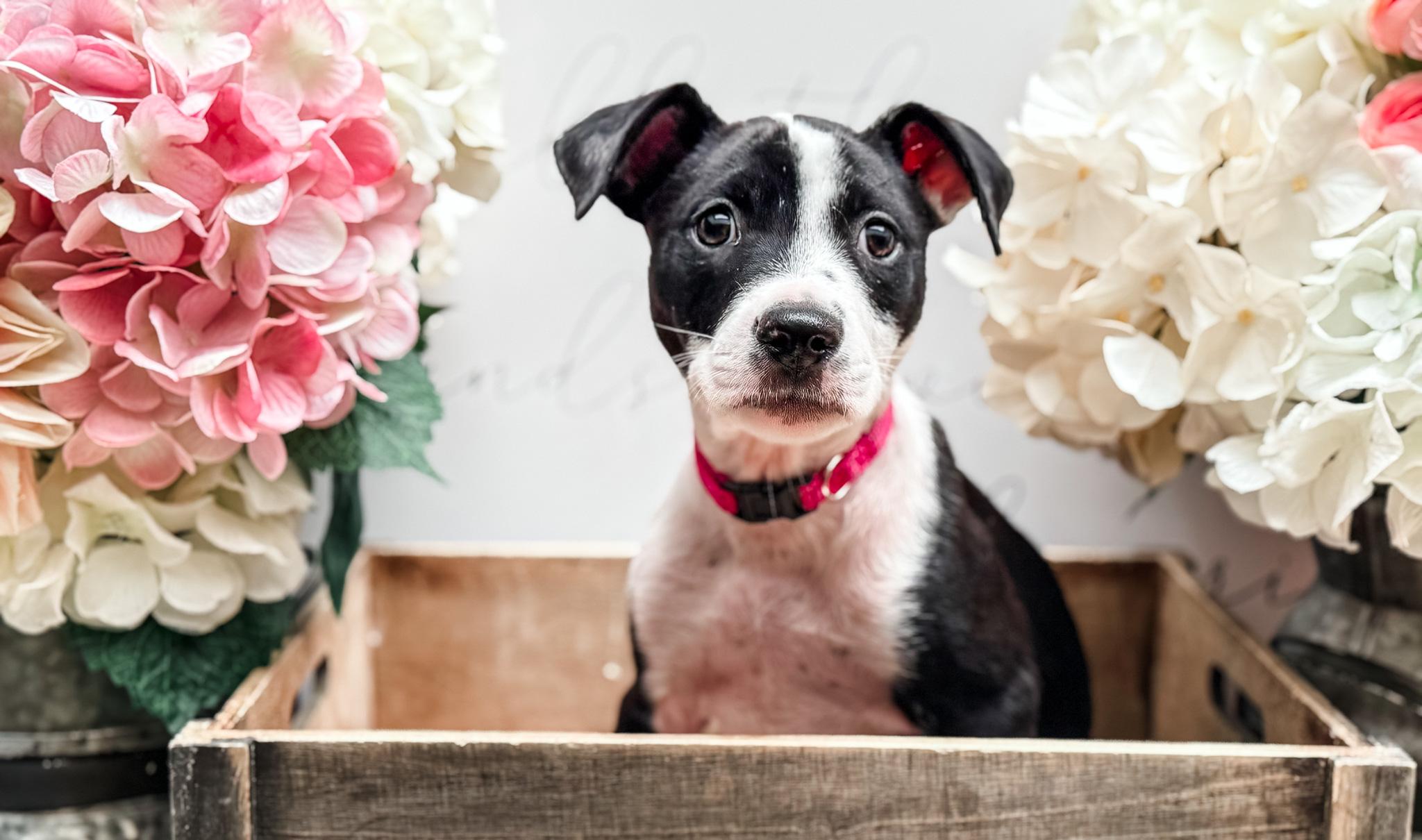 Dairy, a Adoptable mixed breed image 4/6