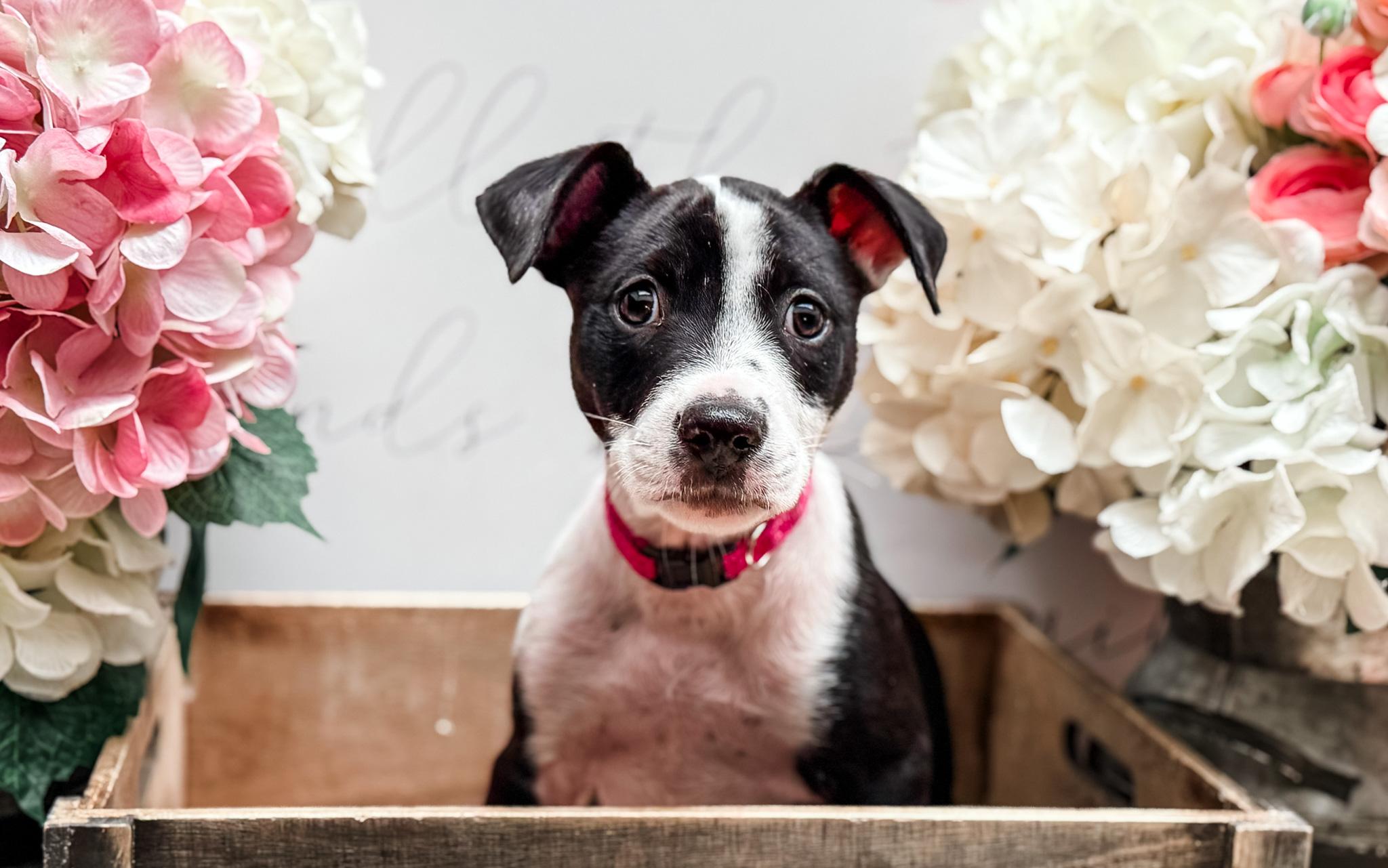 Dairy, a Adoptable mixed breed image 3/6